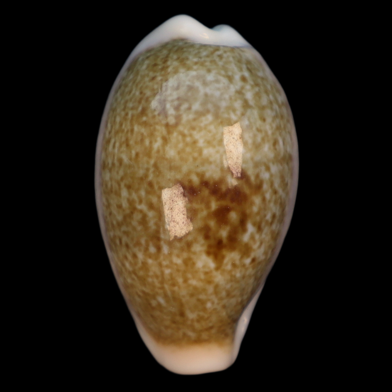CY273 Erronea ovum palauensis