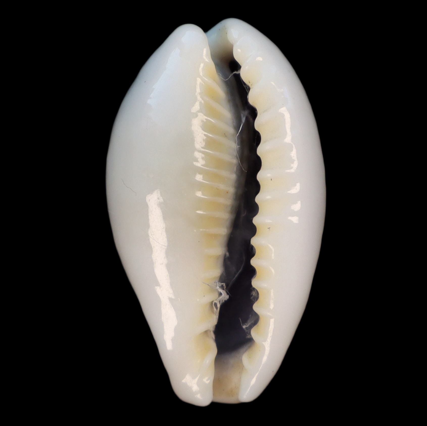 CY273 Erronea ovum palauensis