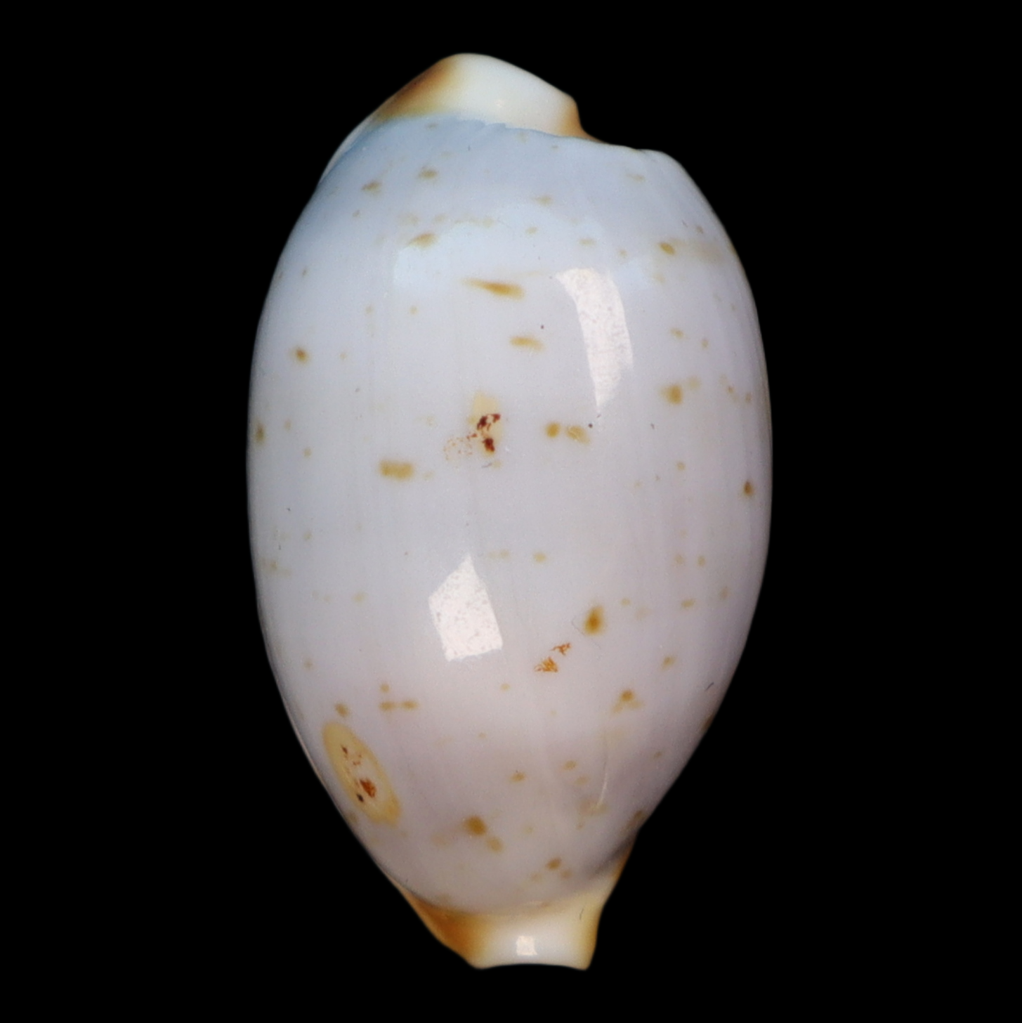 CY229 Bistolida brevidentata