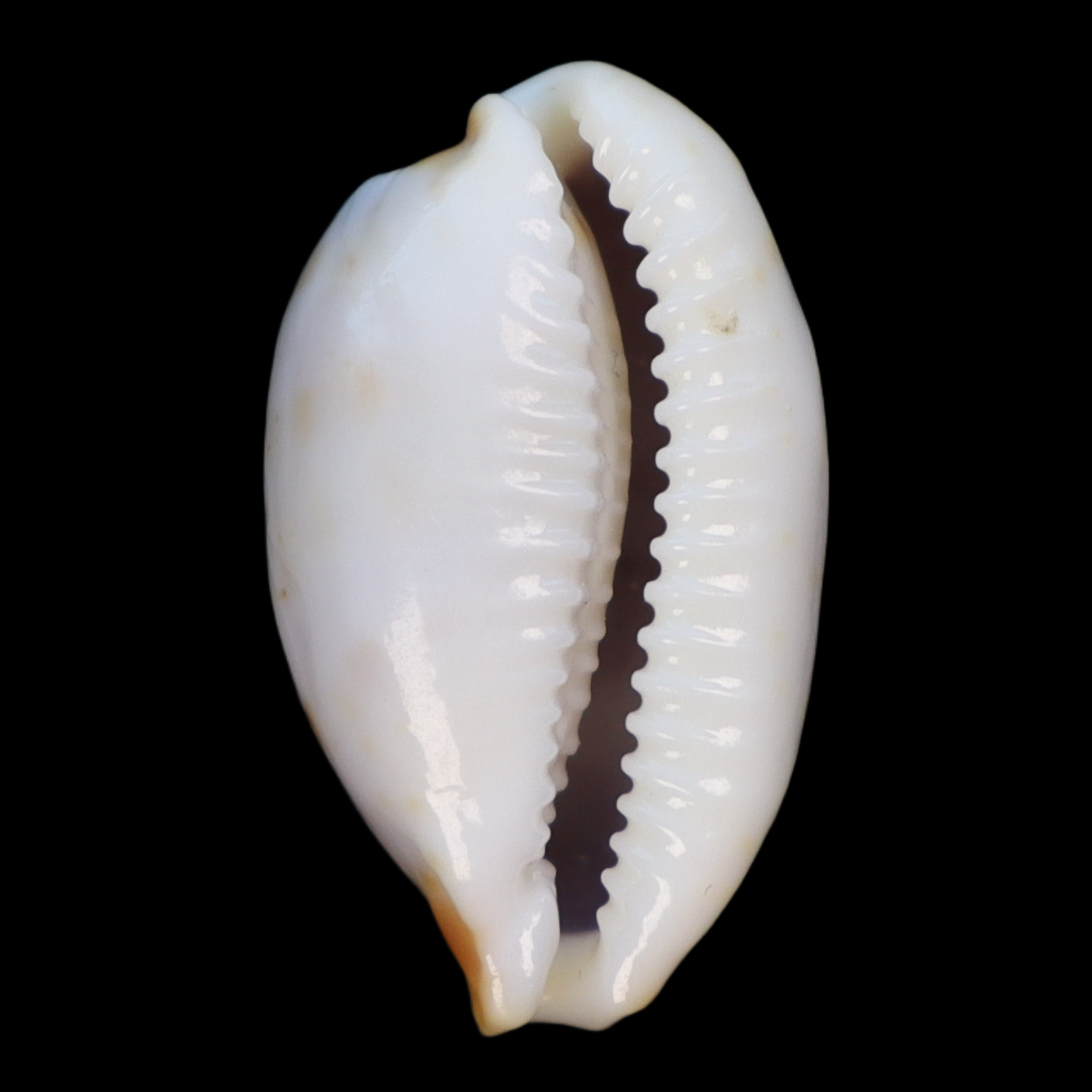 CY229 Bistolida brevidentata