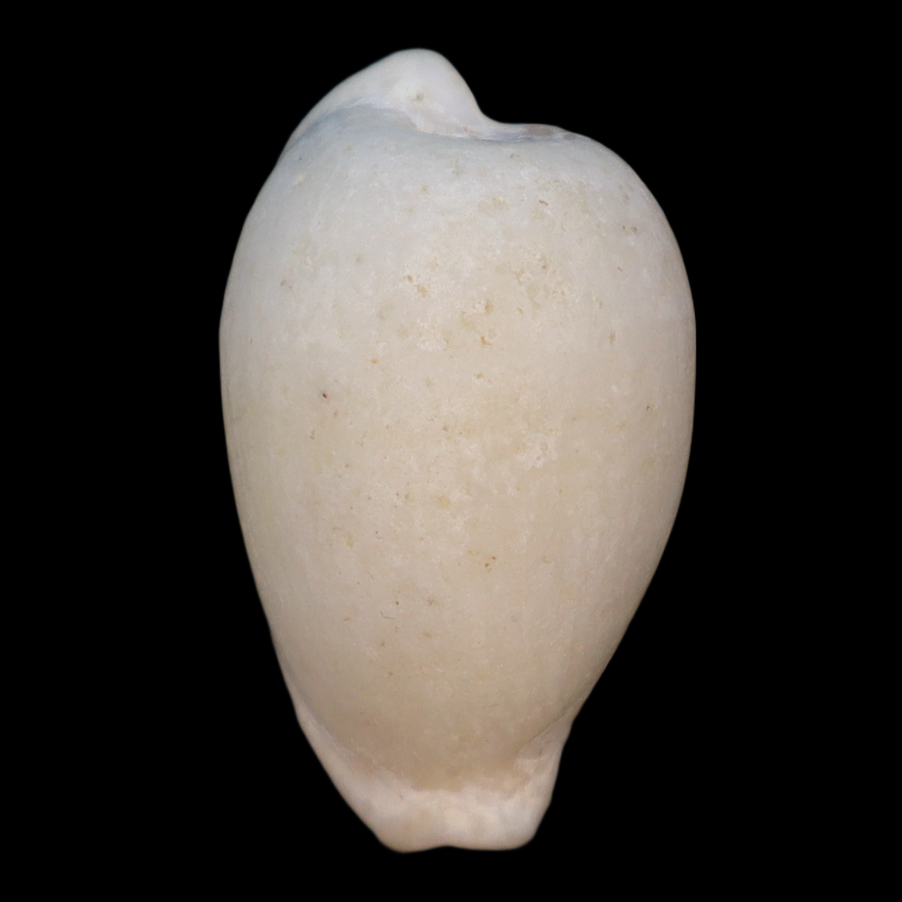 CY214 Cypraeovula immelmani