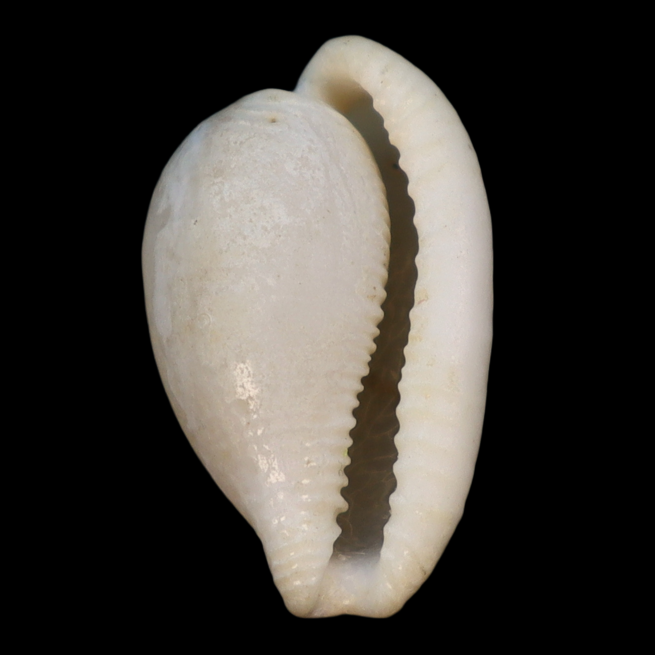 CY214 Cypraeovula immelmani