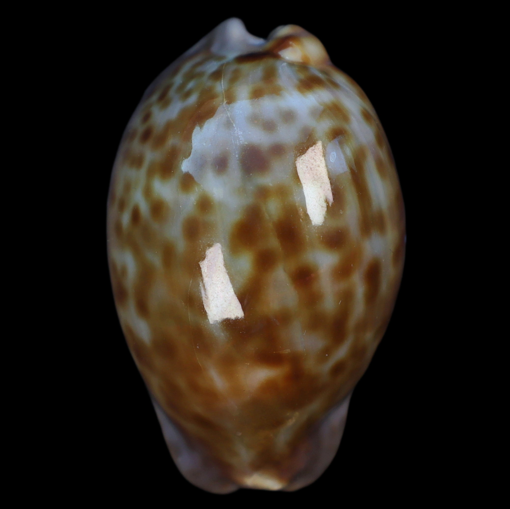 CY394 Trona stercoraria