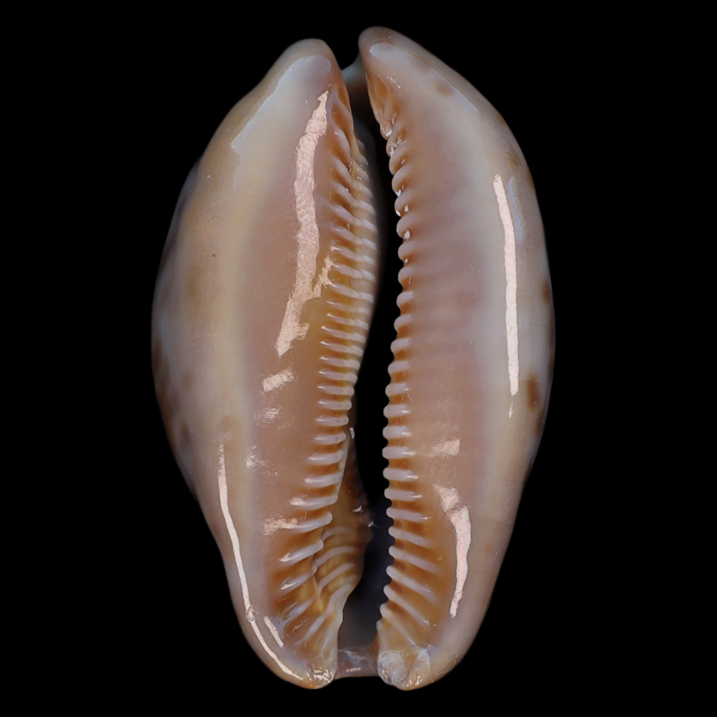 CY394 Trona stercoraria