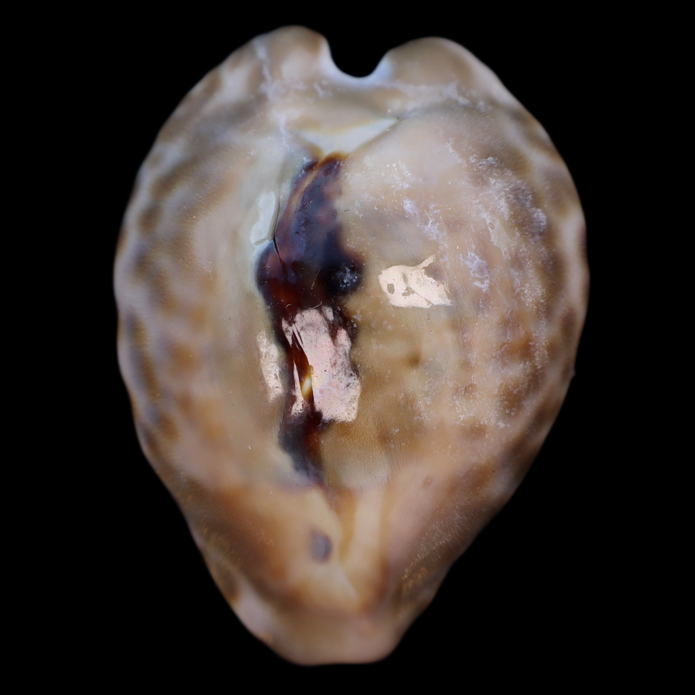CY427 Barycypraea teulerei