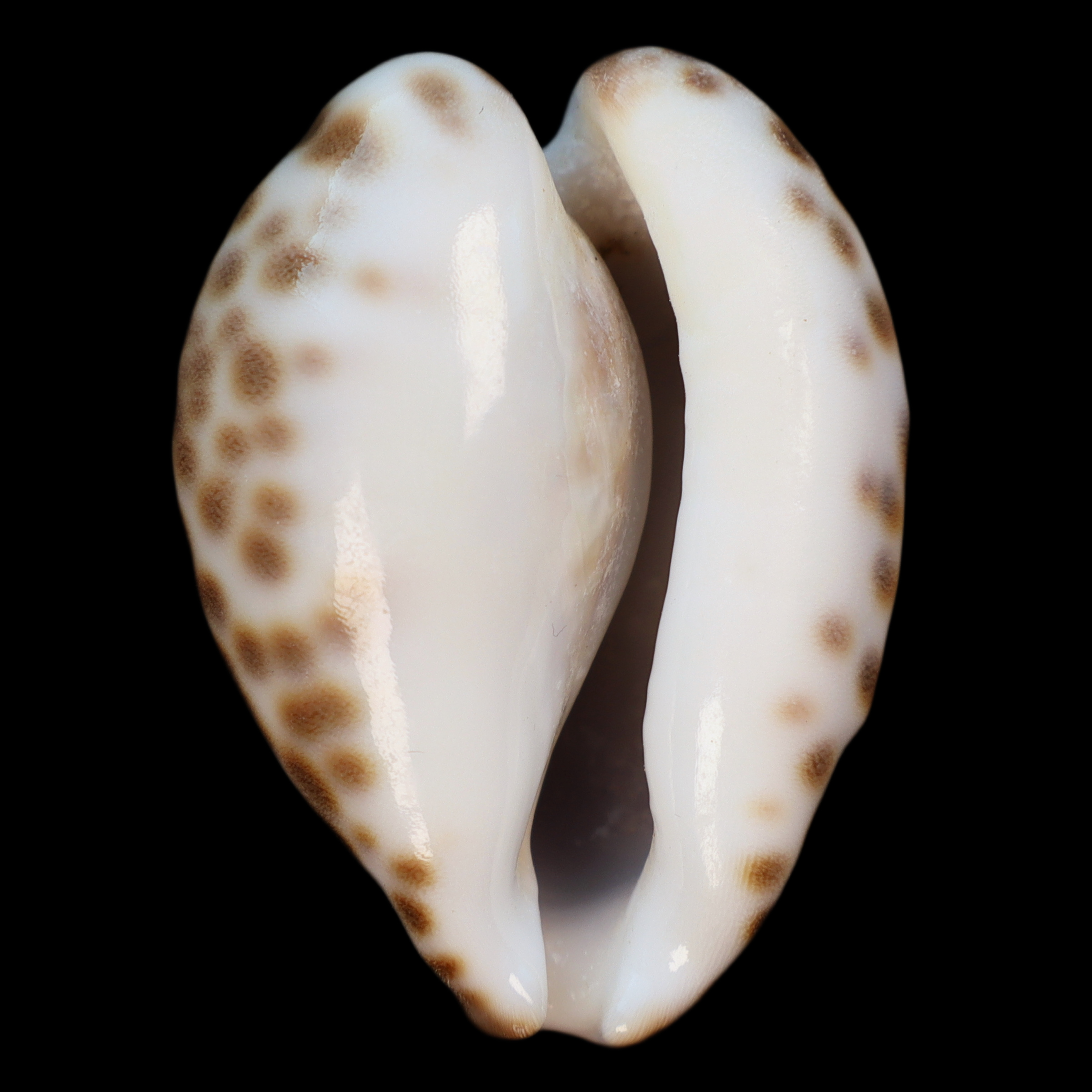 CY427 Barycypraea teulerei