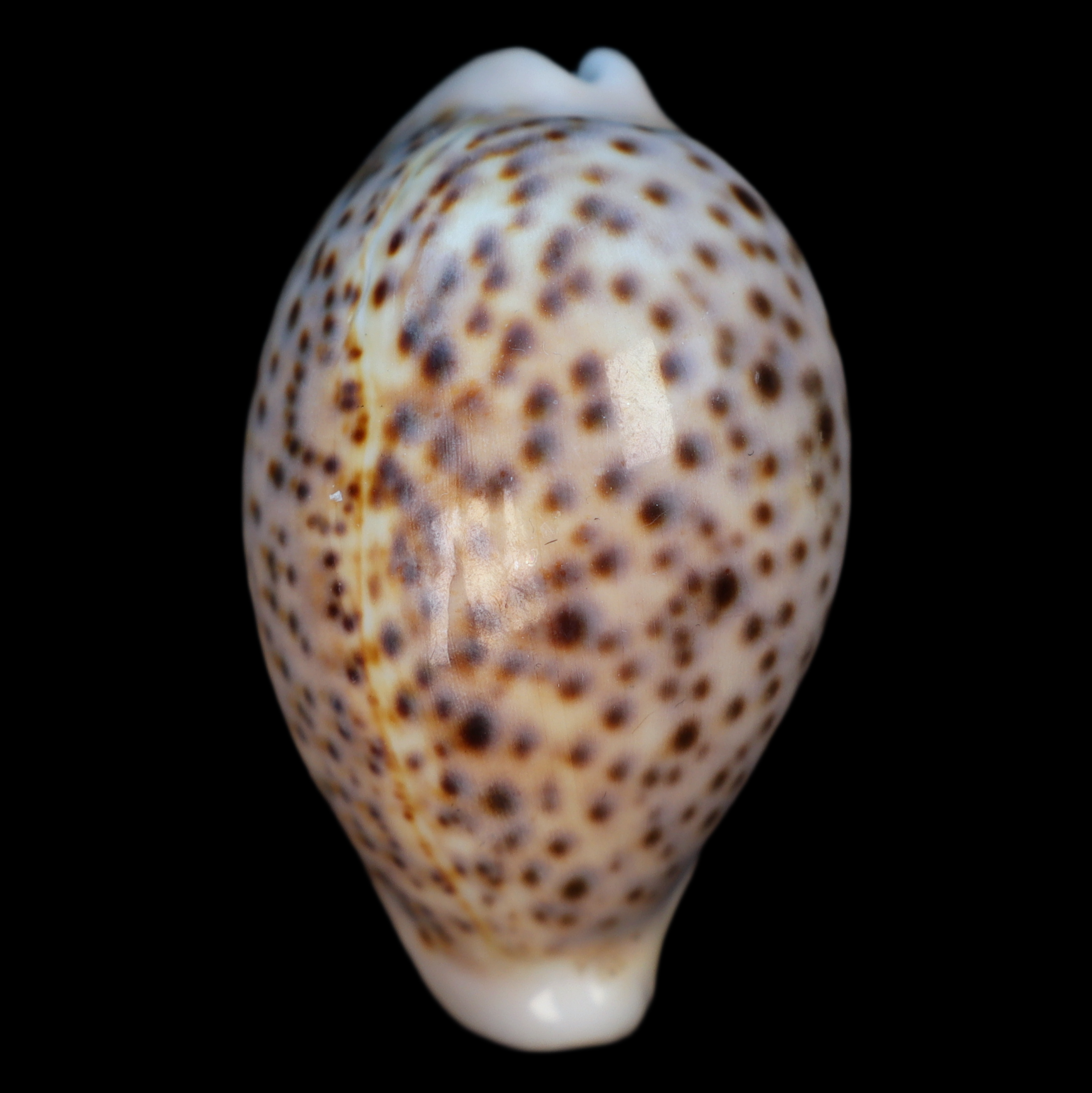 CY555 Cypraea pantherina