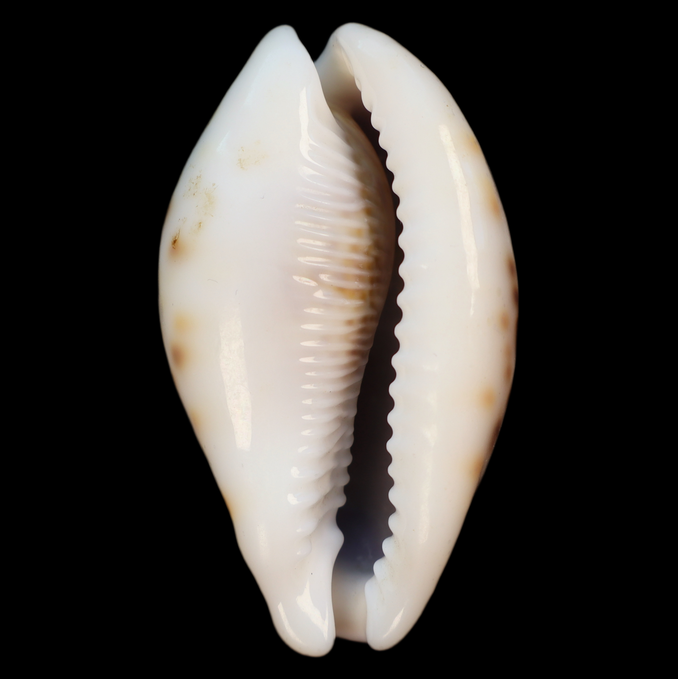 CY555 Cypraea pantherina