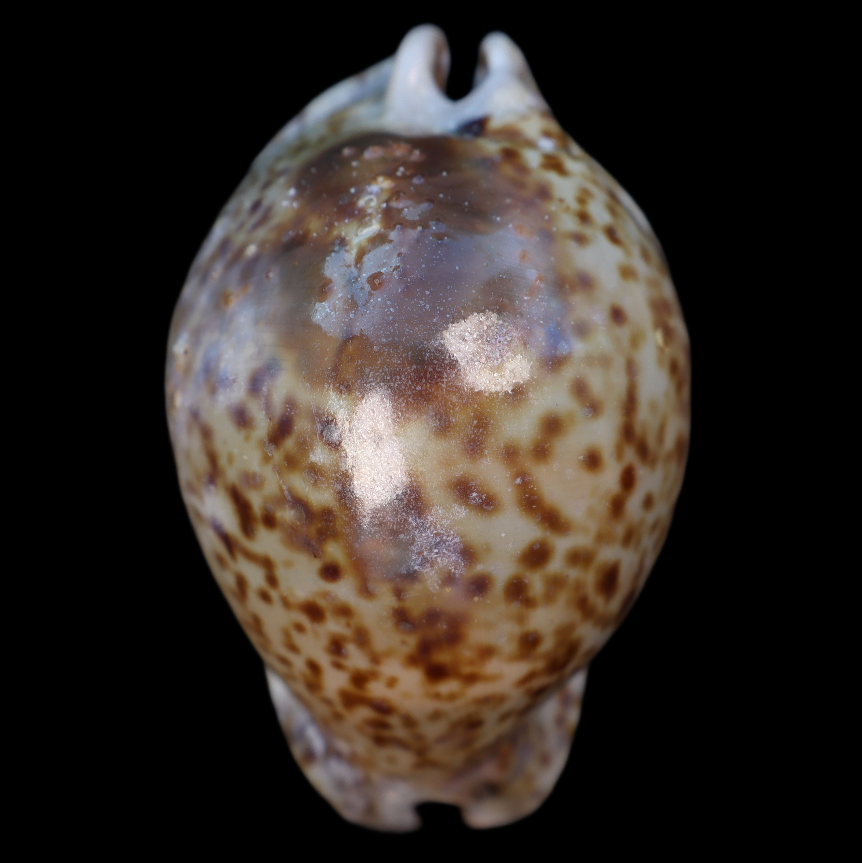 CY828 Trona stercoraria