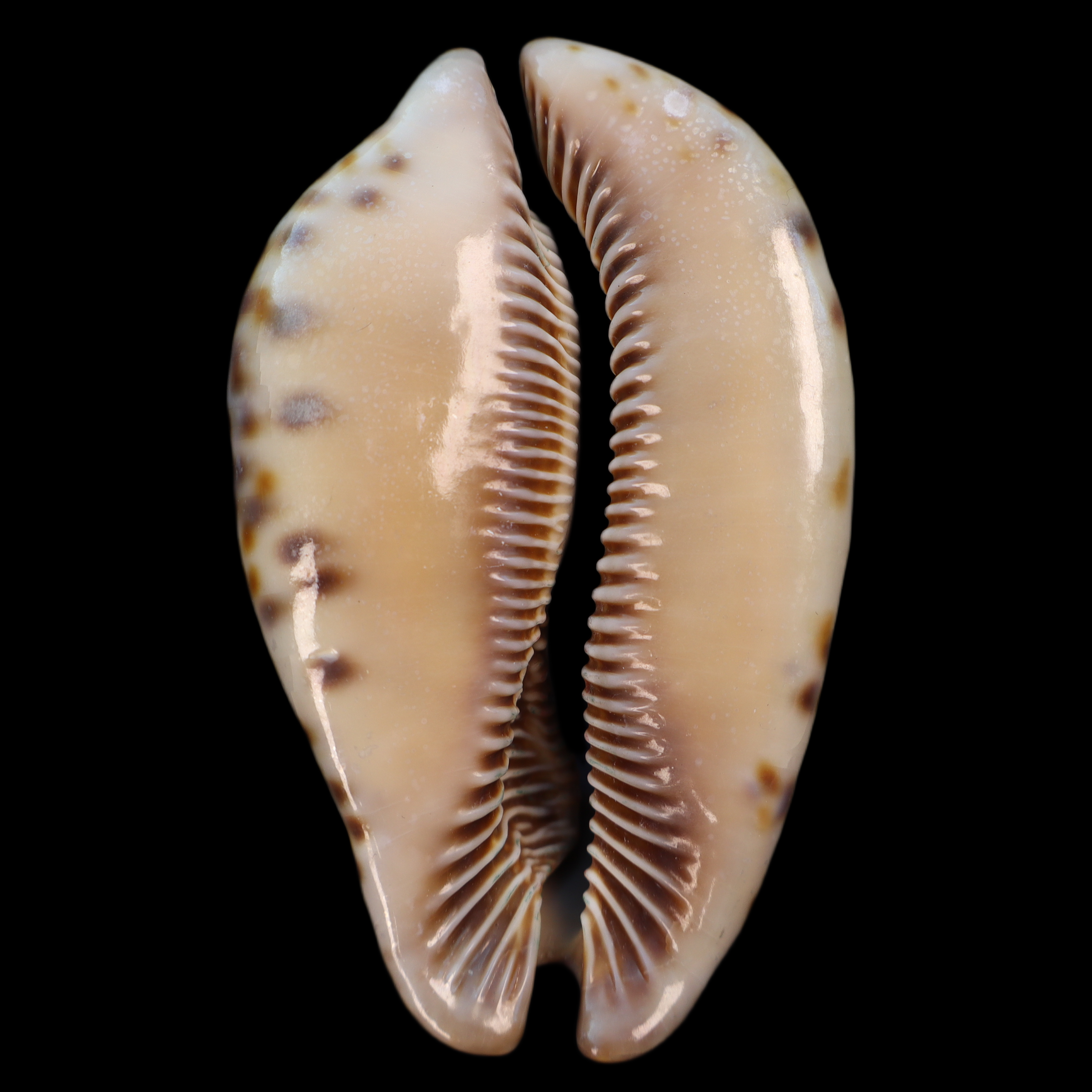 CY828 Trona stercoraria