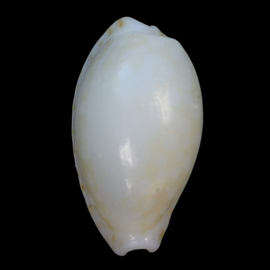 CY125 Cribrarula taitae