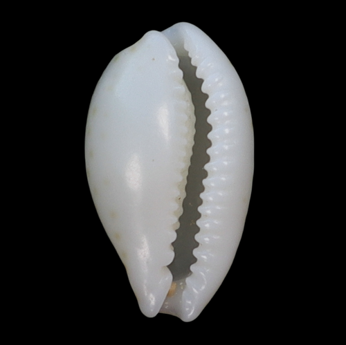 CY125 Cribrarula taitae