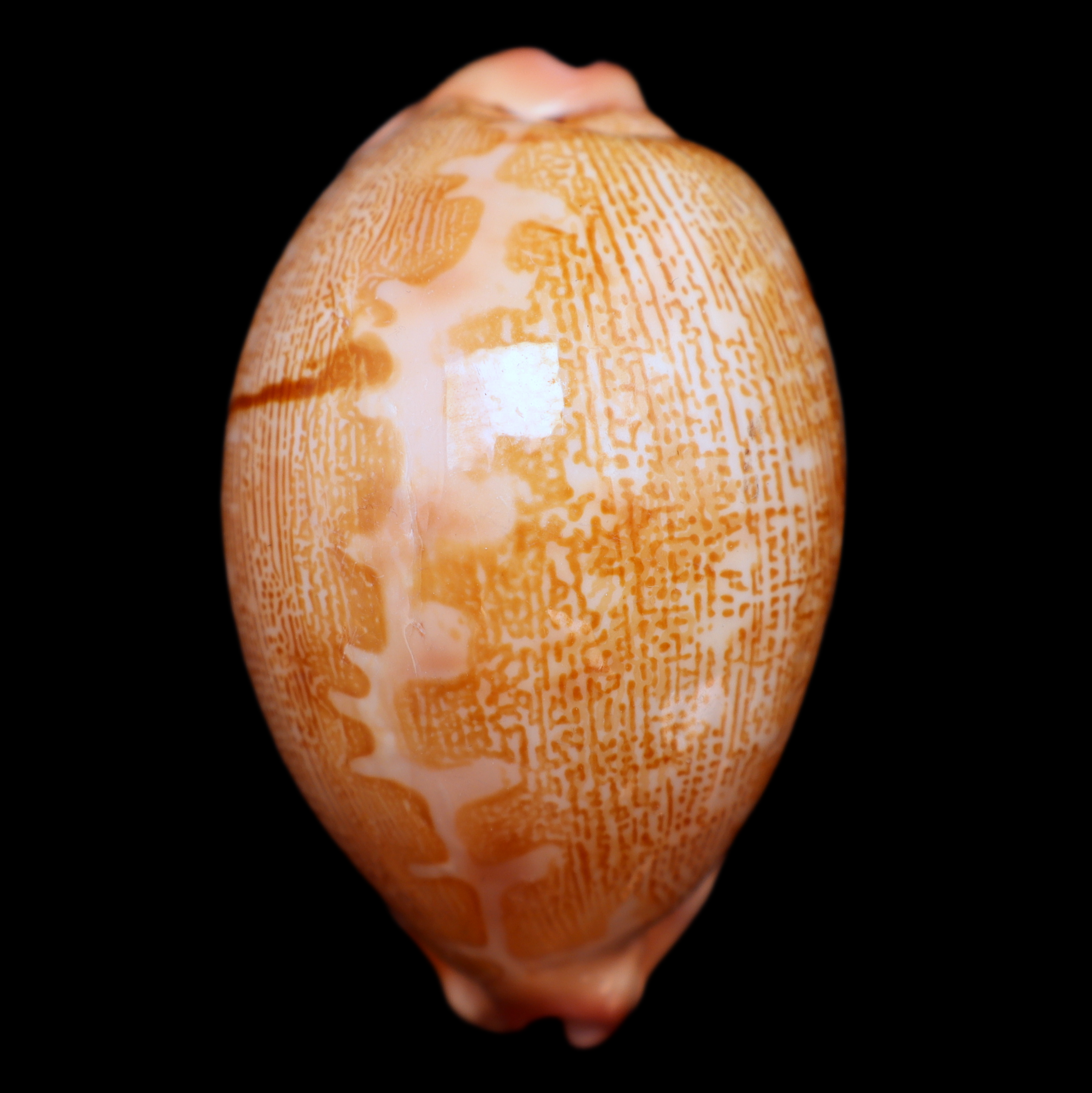 CY586 Leporicypraea mappa viridis