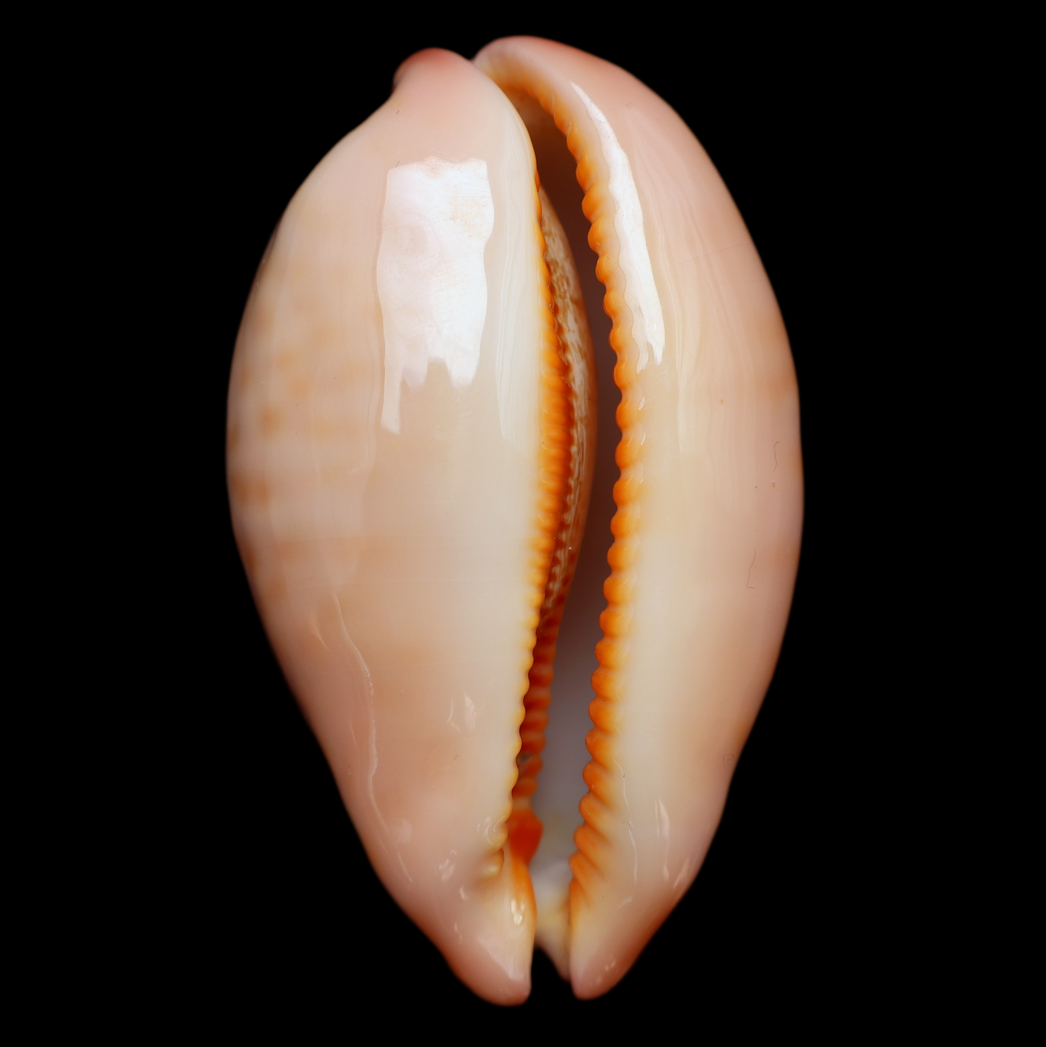 CY586 Leporicypraea mappa viridis