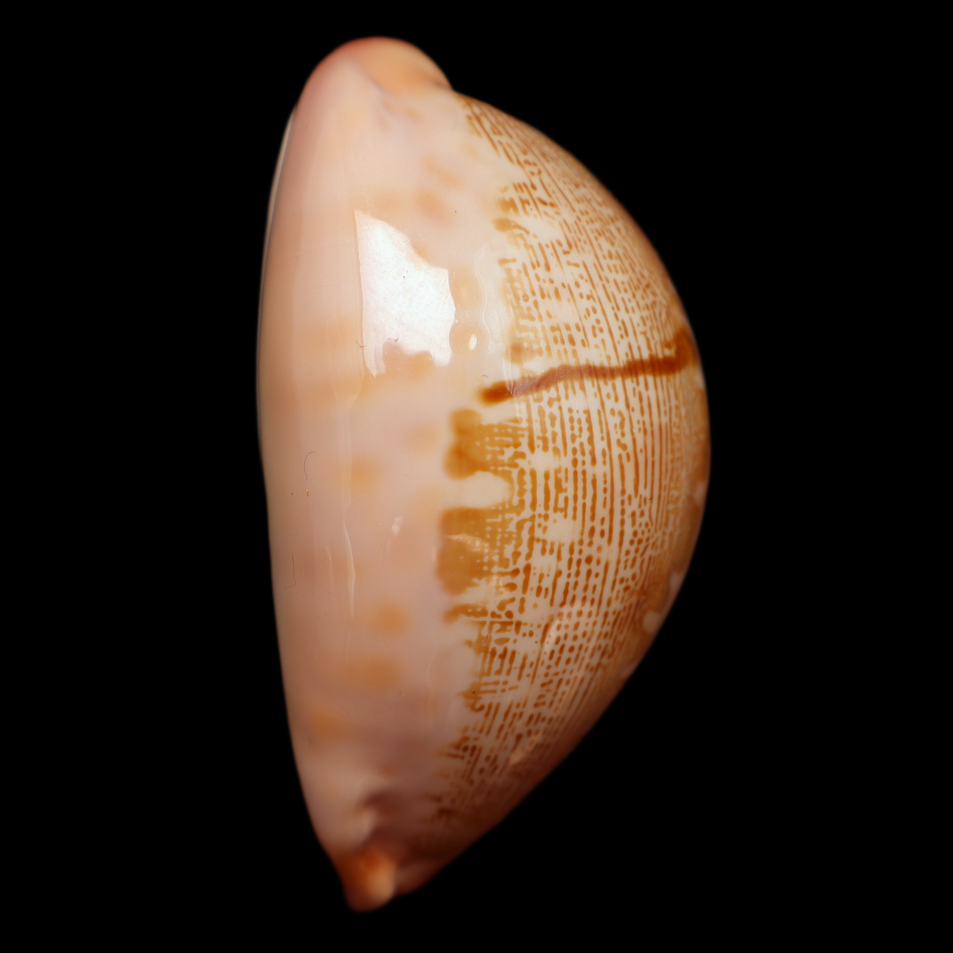 CY586 Leporicypraea mappa viridis