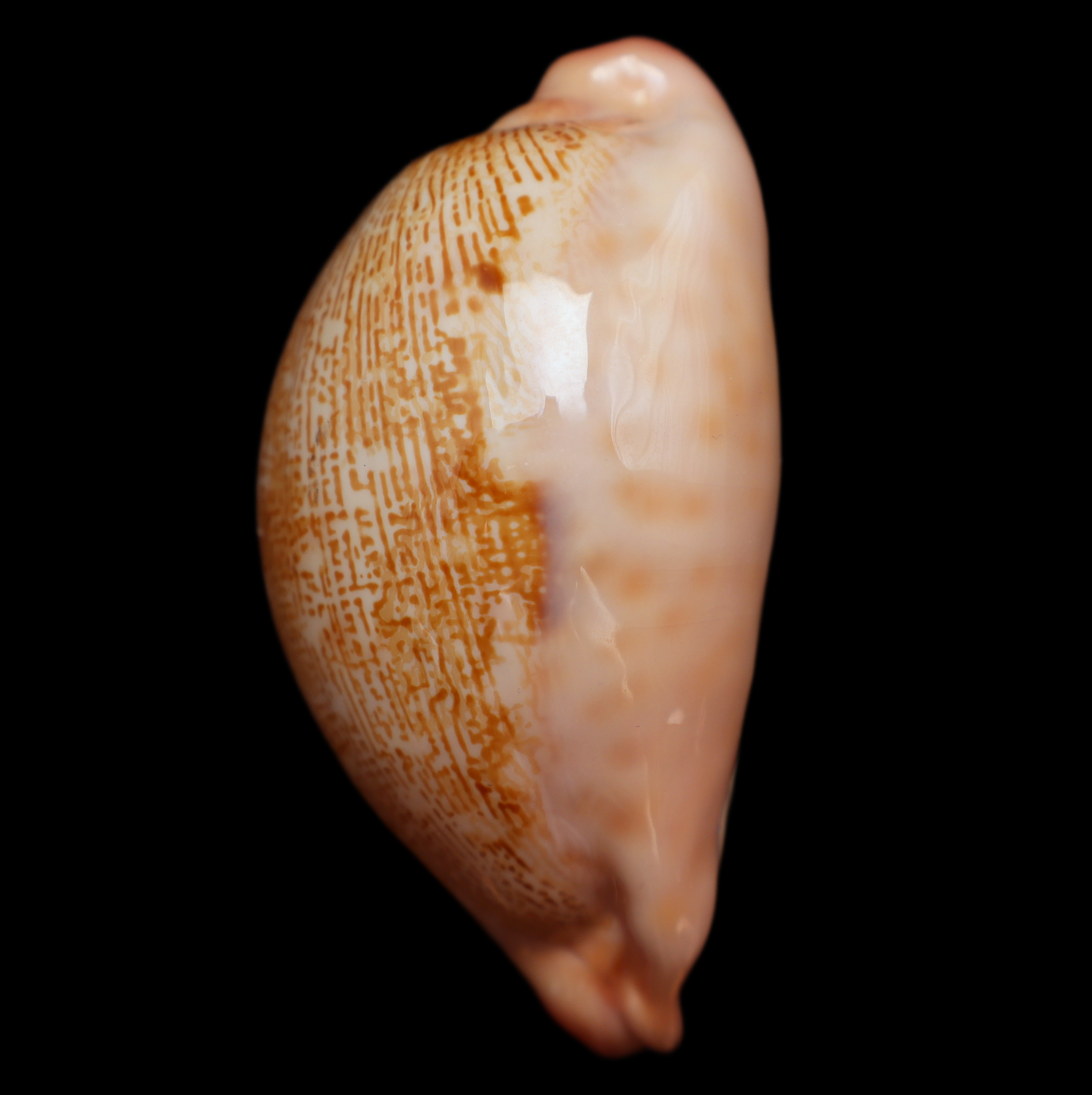 CY586 Leporicypraea mappa viridis