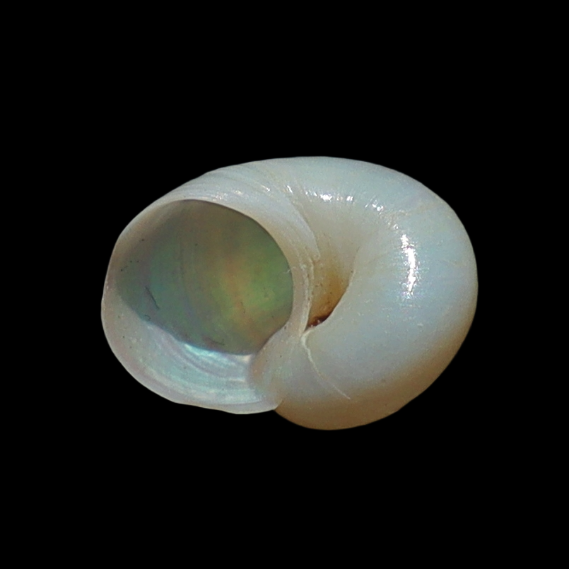 CAL89 Margarella antarctica