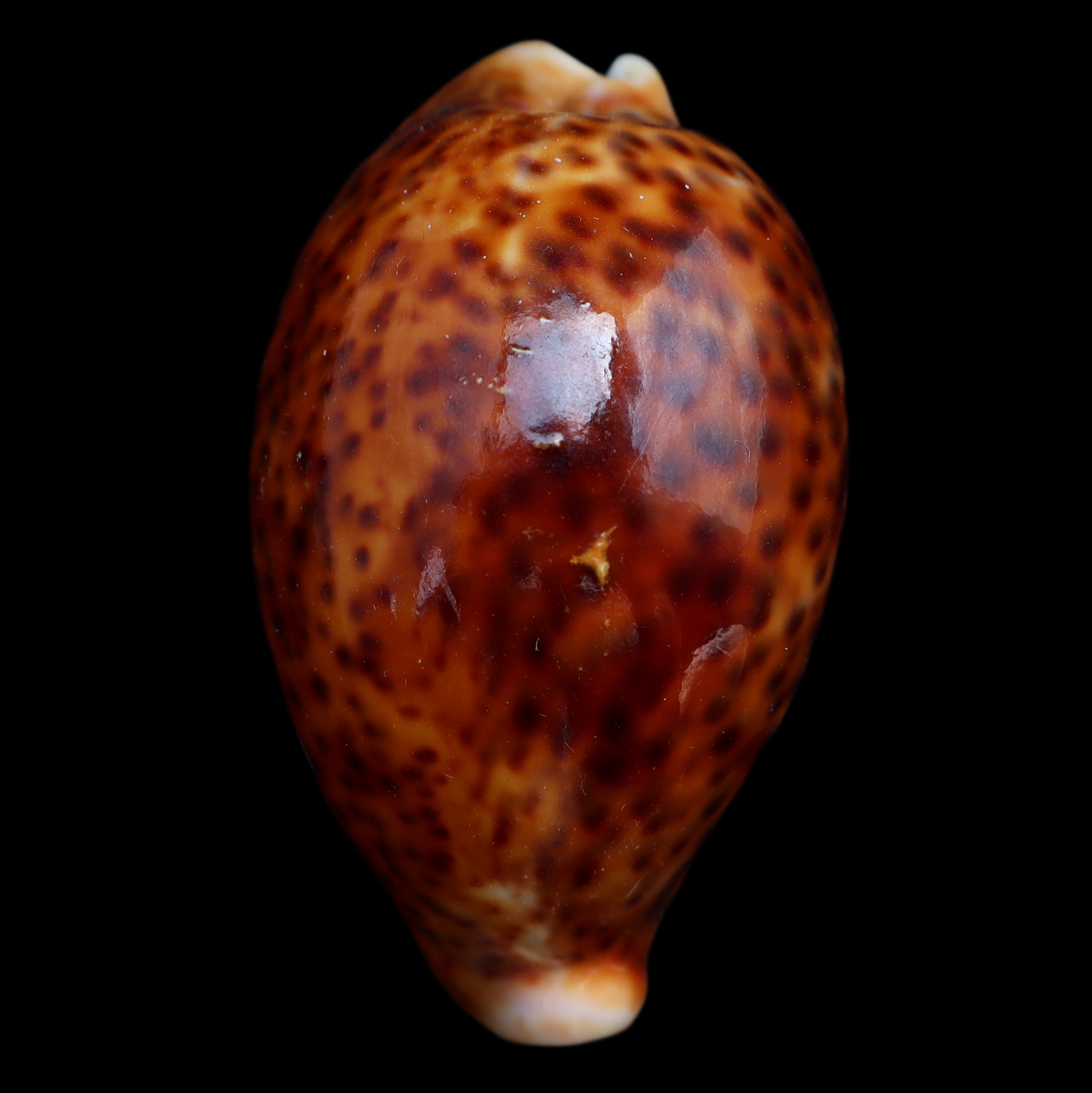 CY661 Cypraea pantherina funebralis