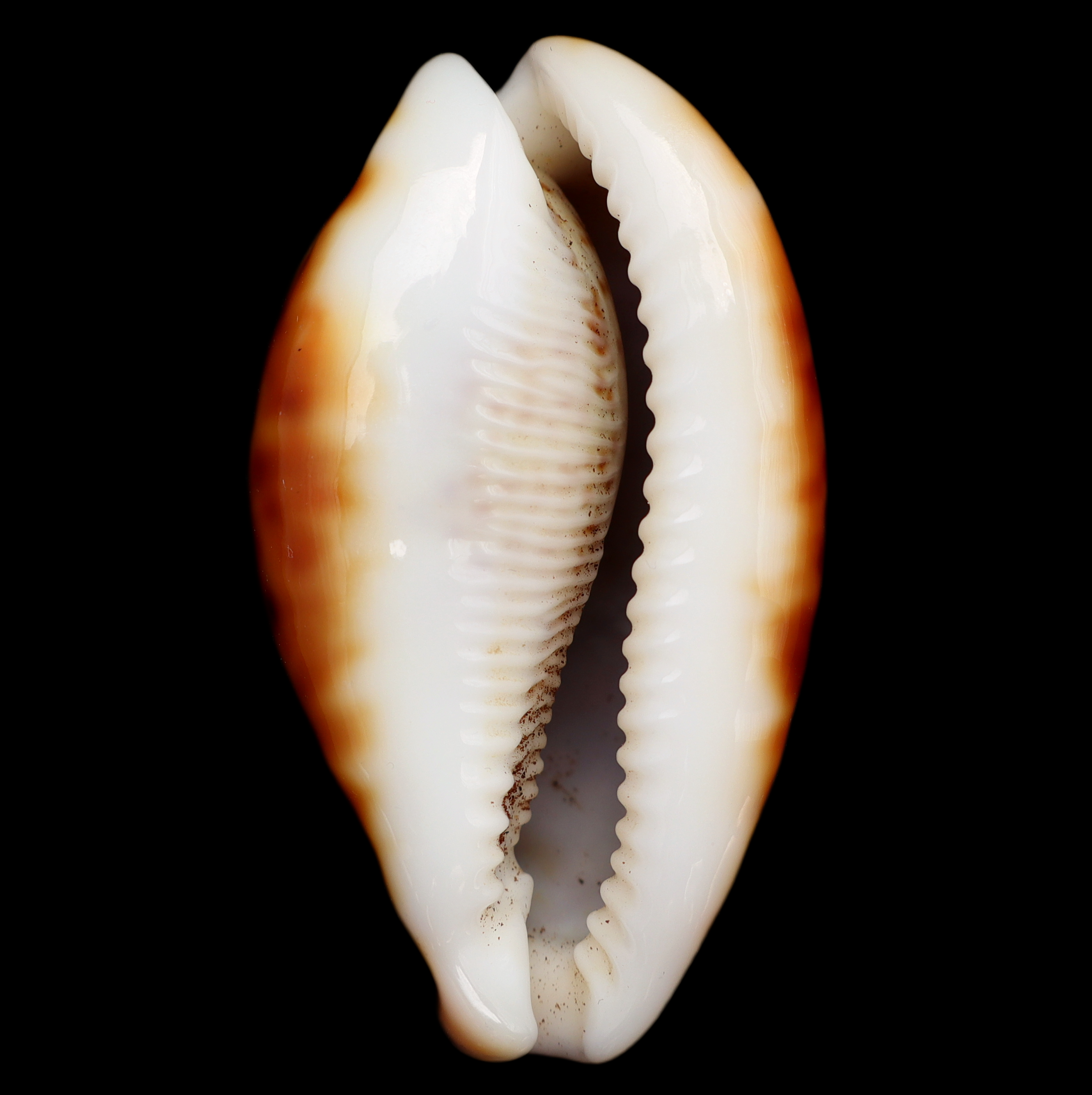 CY661 Cypraea pantherina funebralis