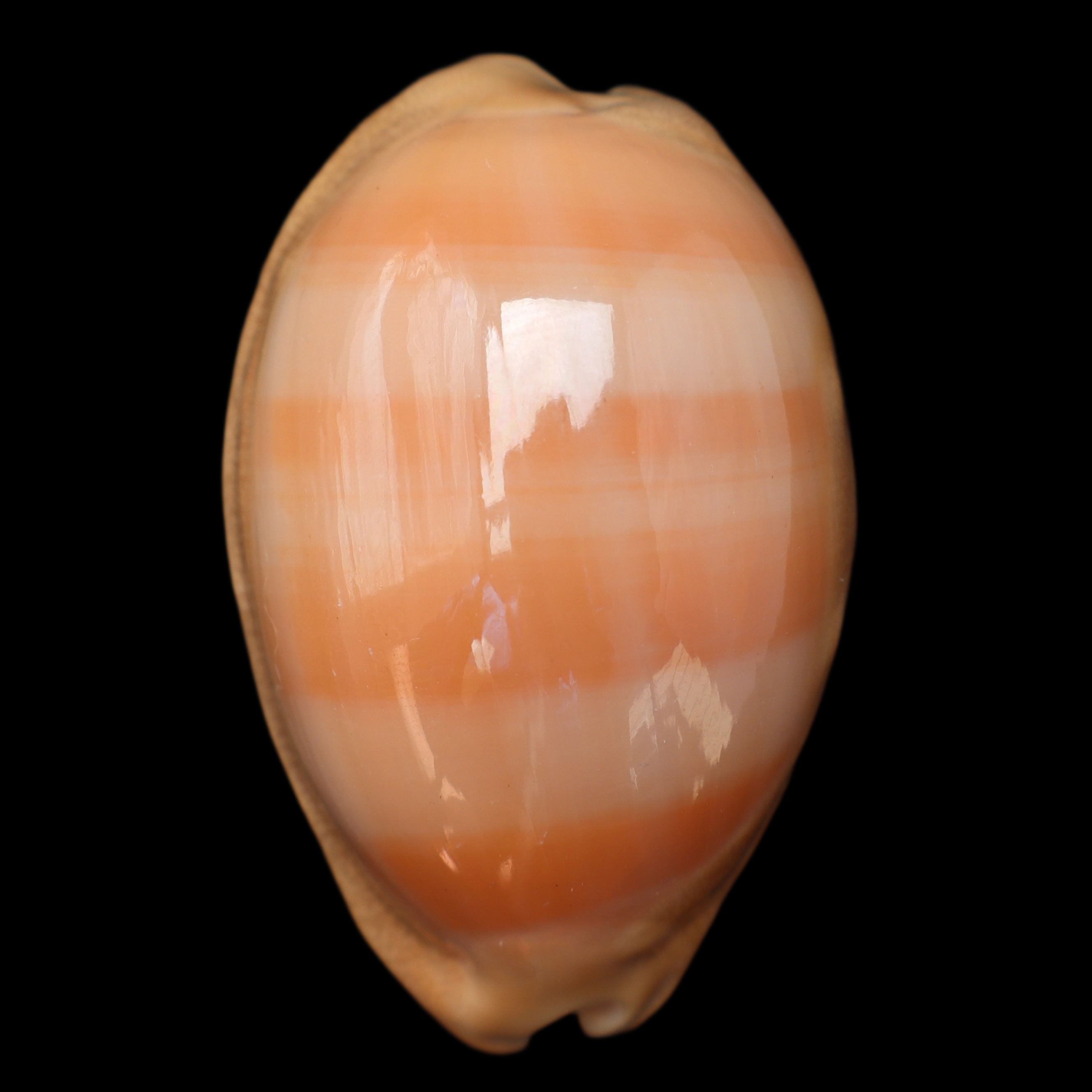 CY581 Lyncina leviathan