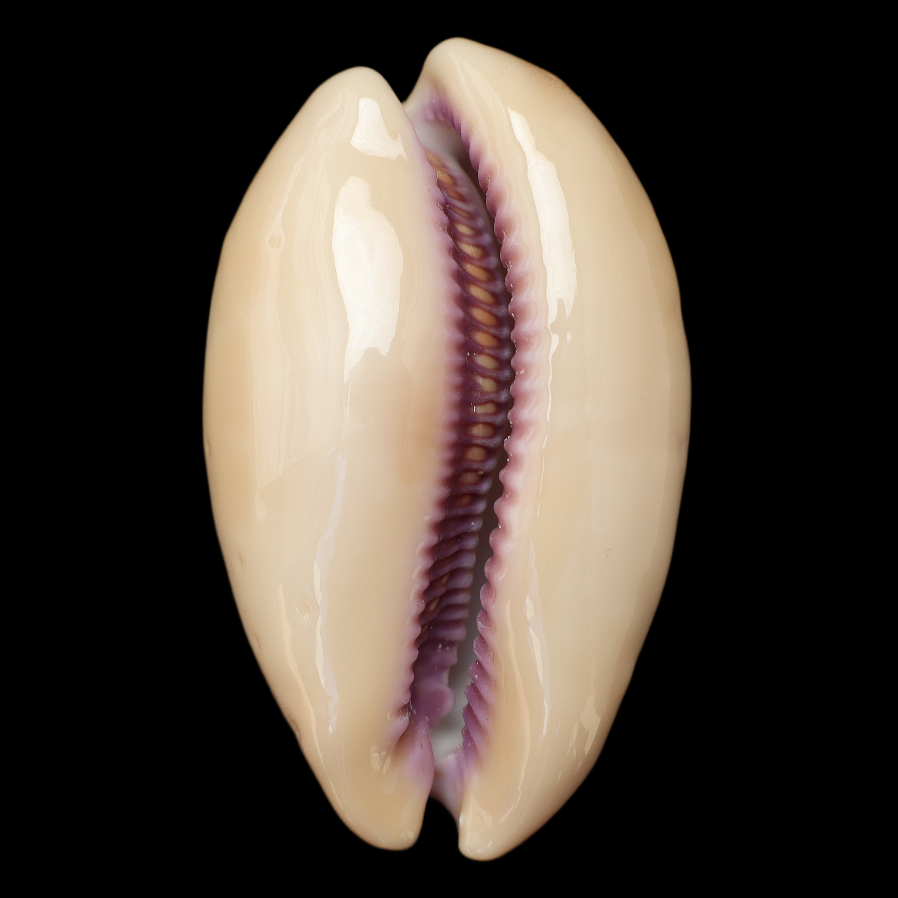 CY581 Lyncina leviathan
