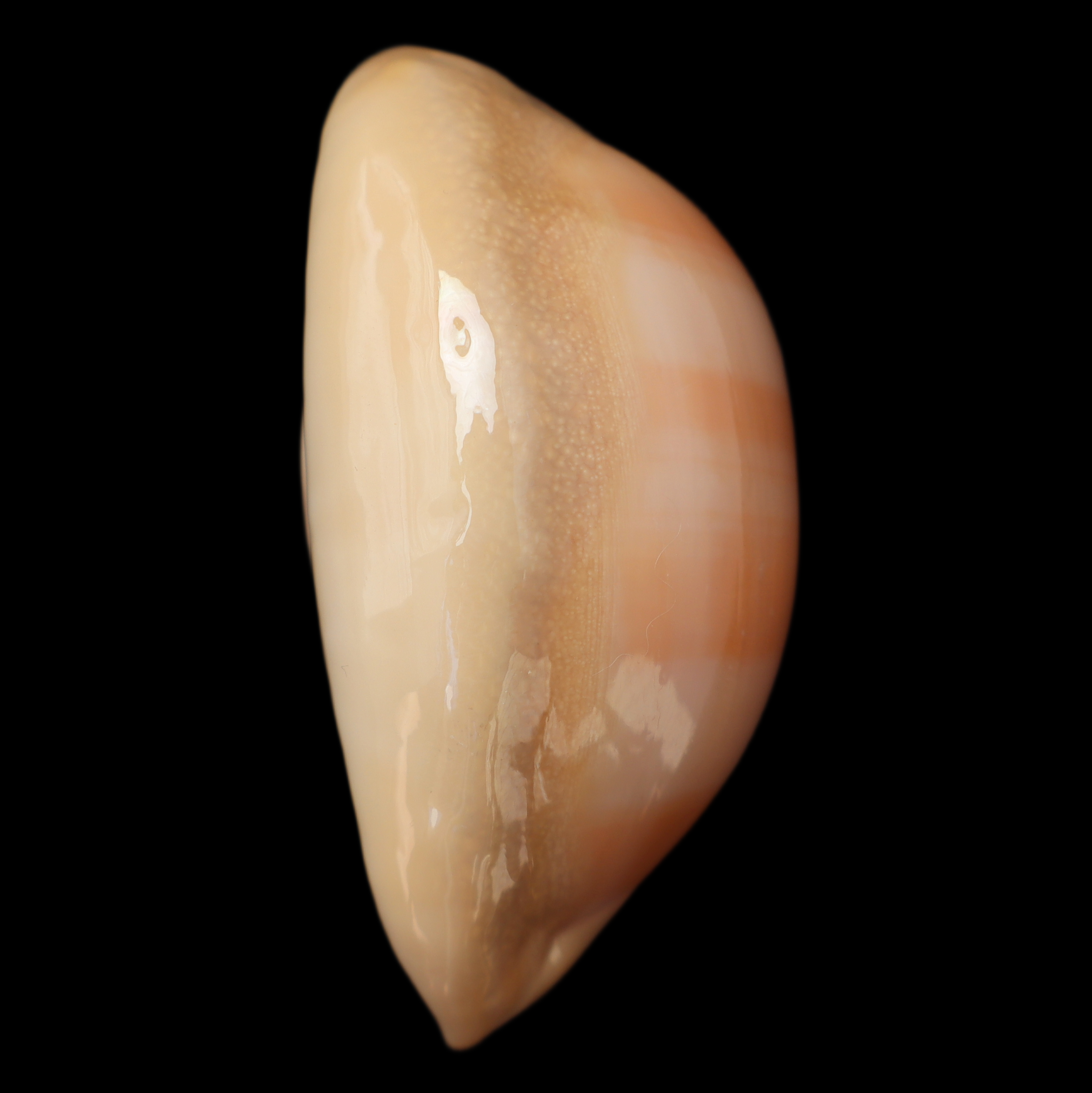 CY581 Lyncina leviathan