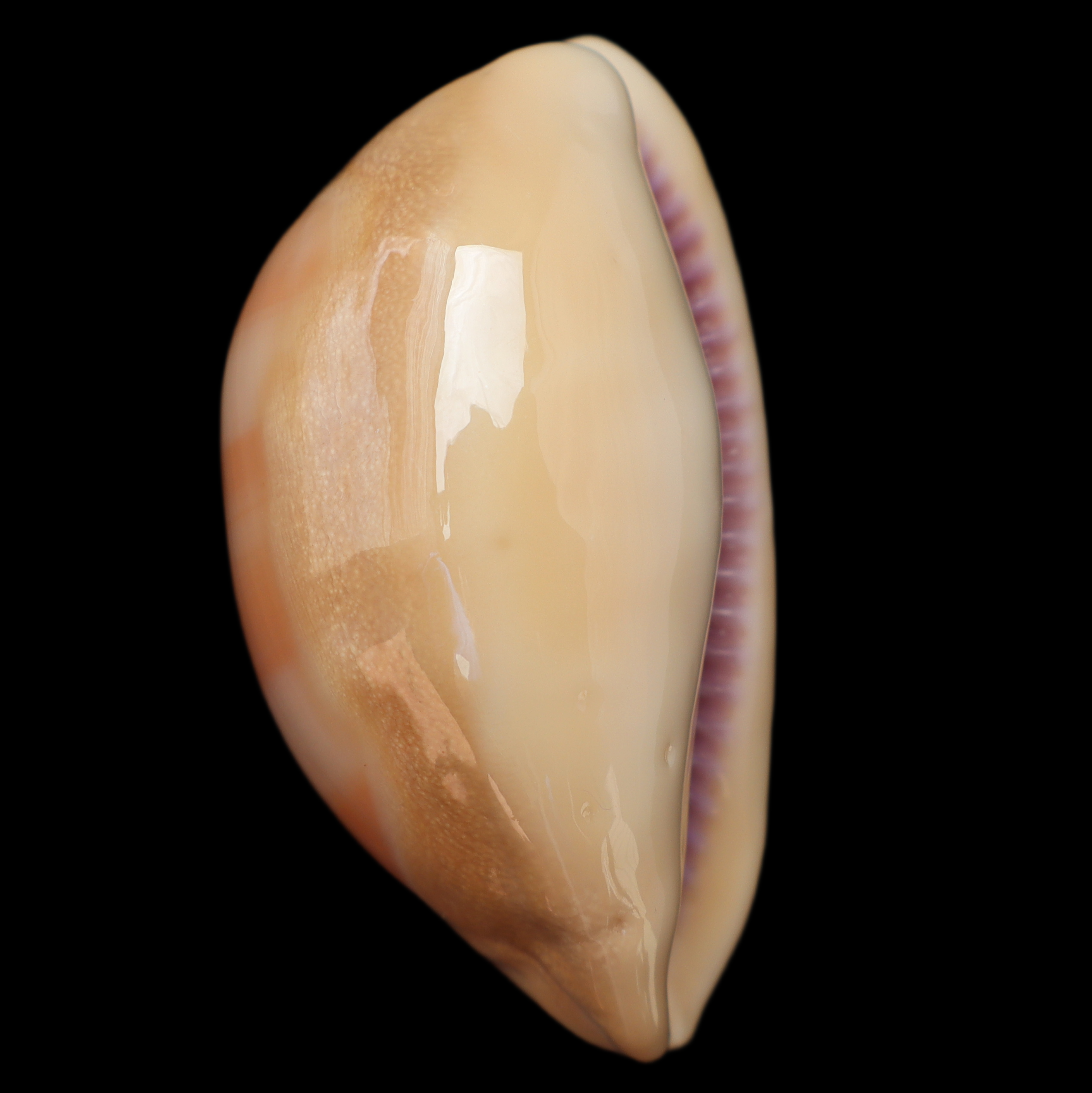 CY581 Lyncina leviathan