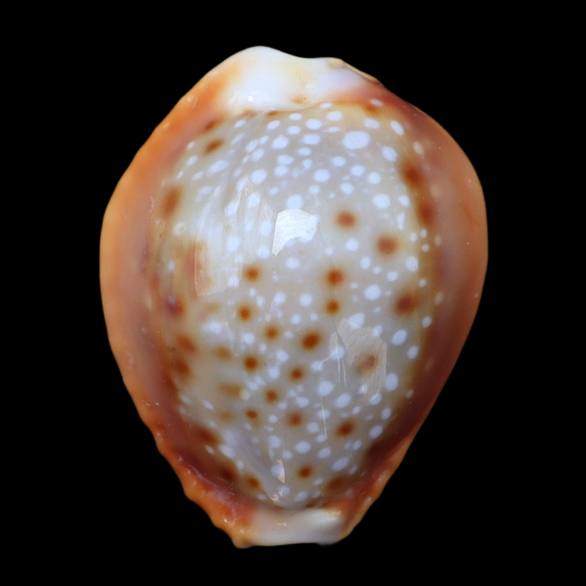 CY188 Naria helvola bellatrix