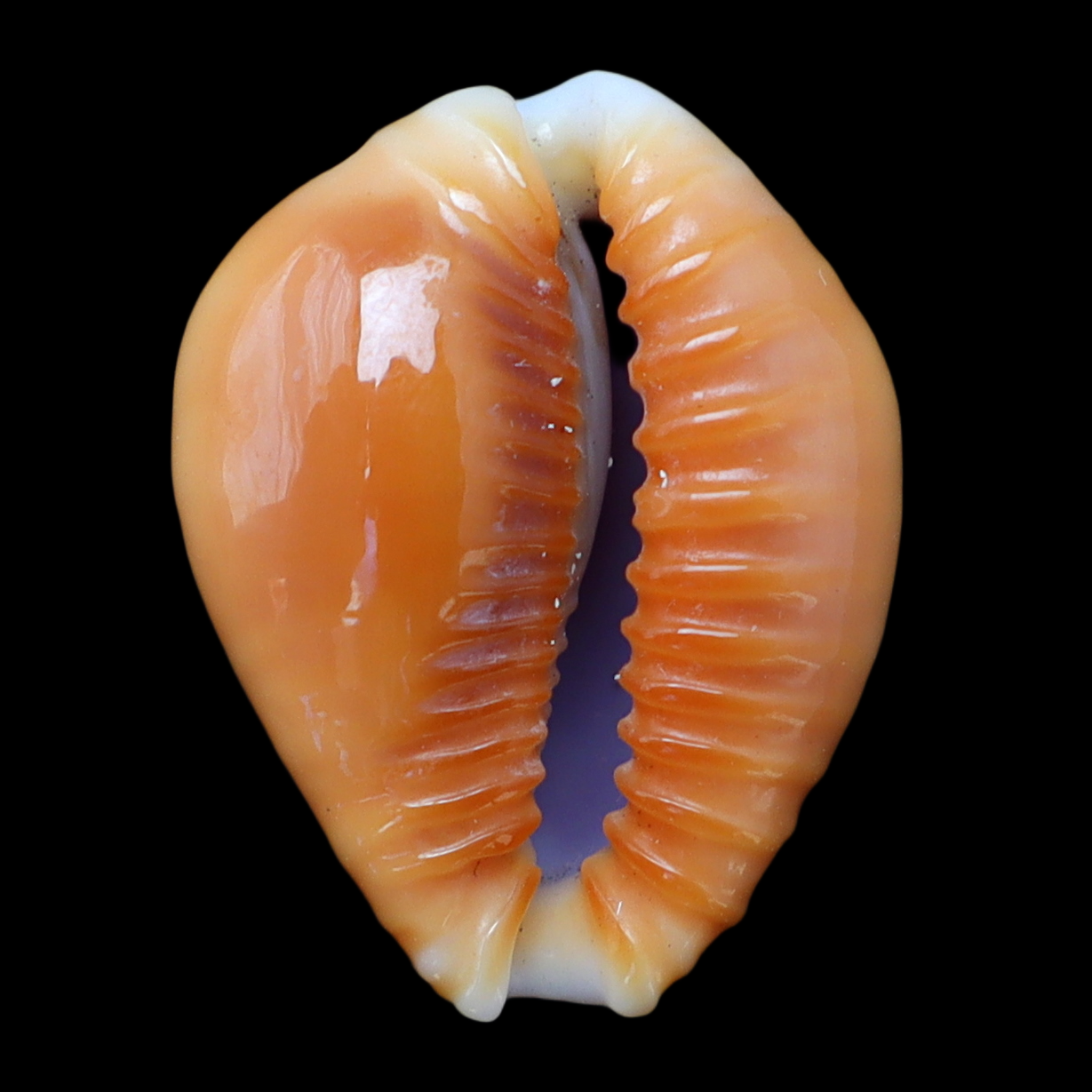 CY188 Naria helvola bellatrix