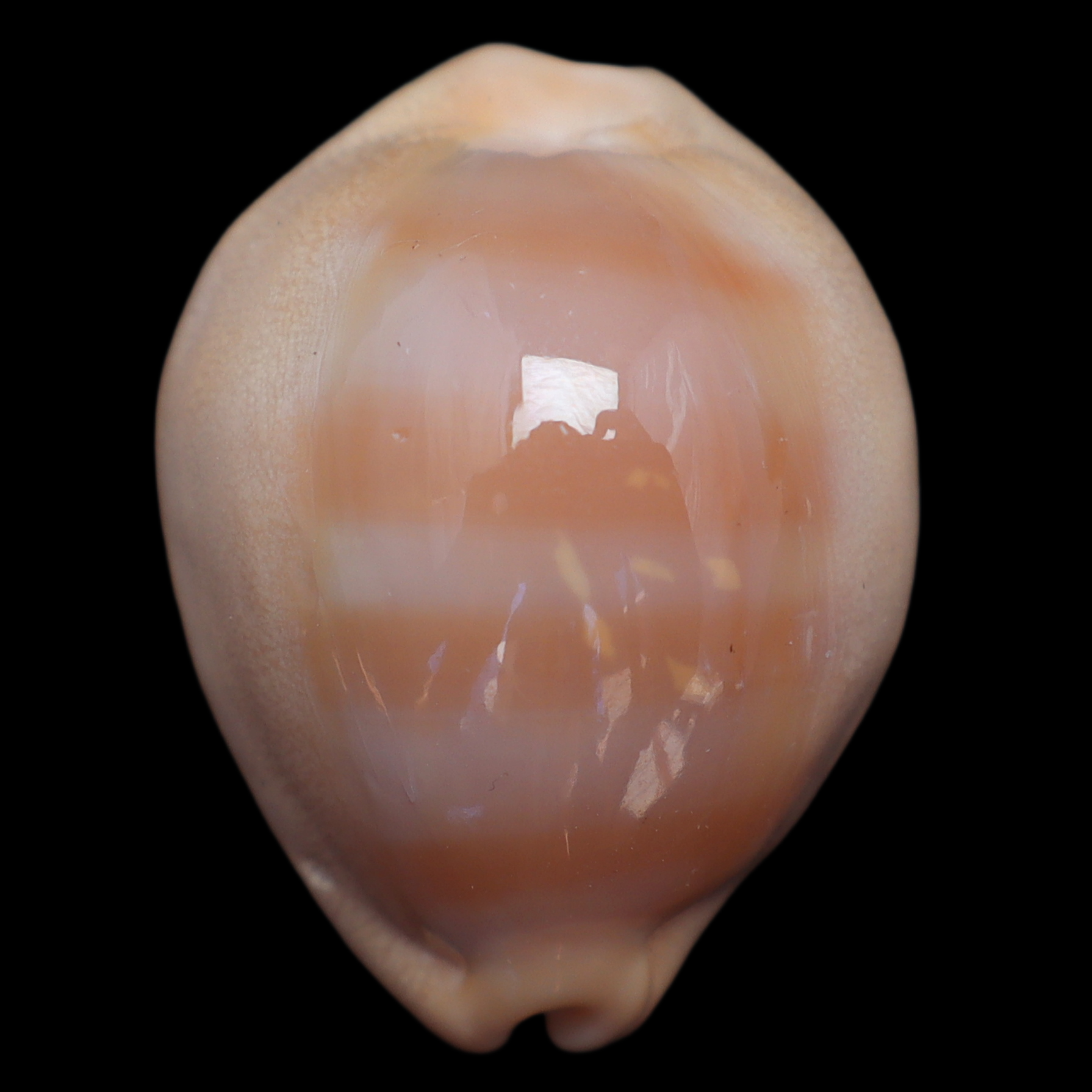 CY295 Lyncina sulcidentata