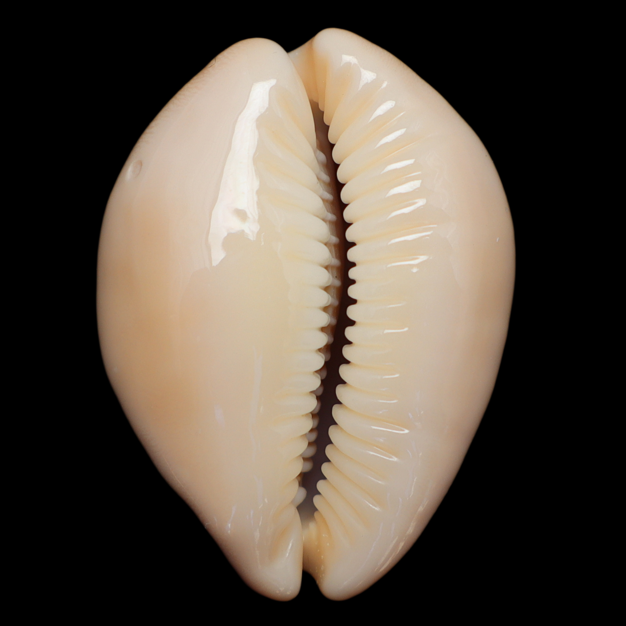 CY295 Lyncina sulcidentata