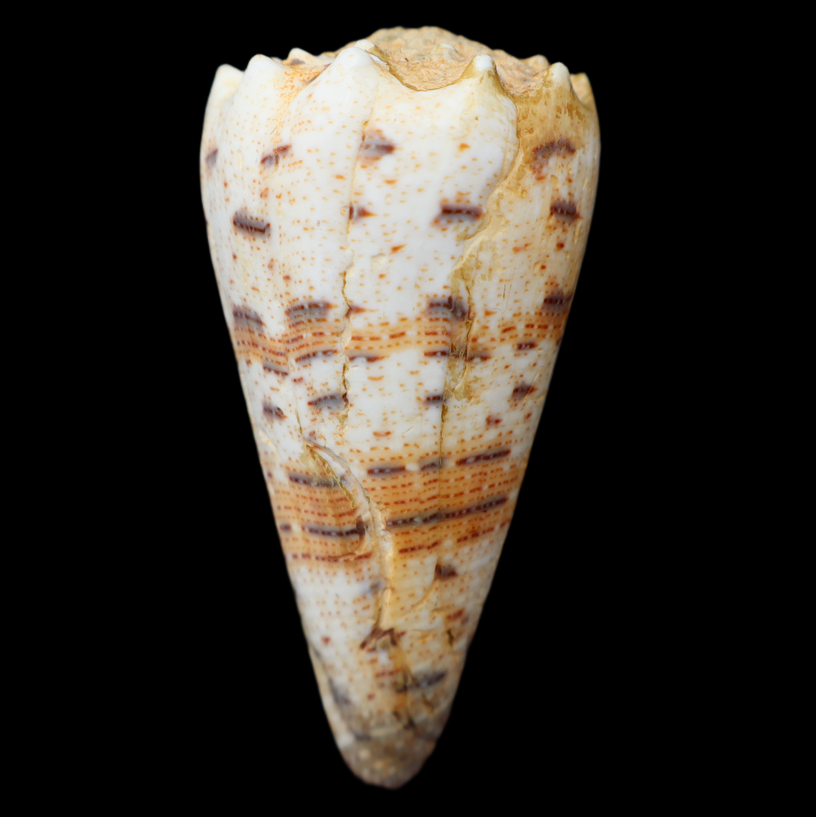 CO434 Stephanoconus pseudimperialis