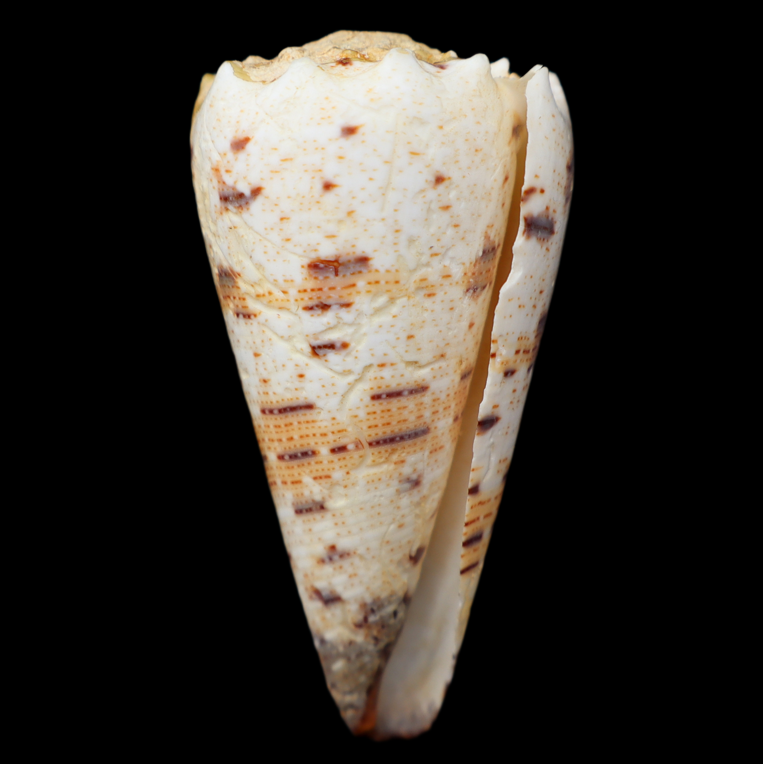 CO434 Stephanoconus pseudimperialis