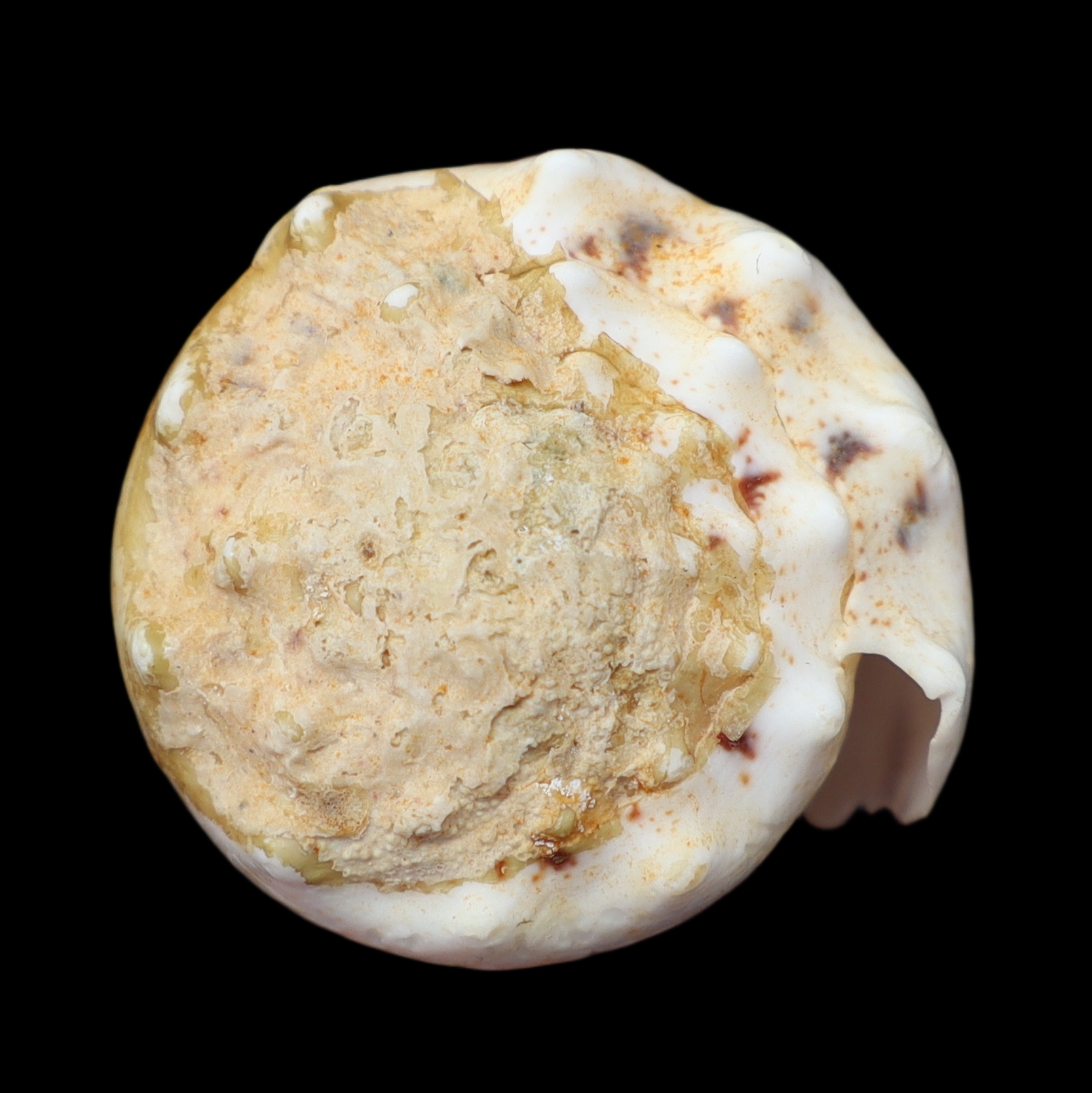 CO434 Stephanoconus pseudimperialis