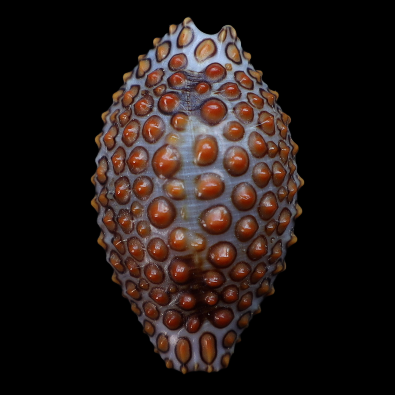 OV209 Jenneria pustulata