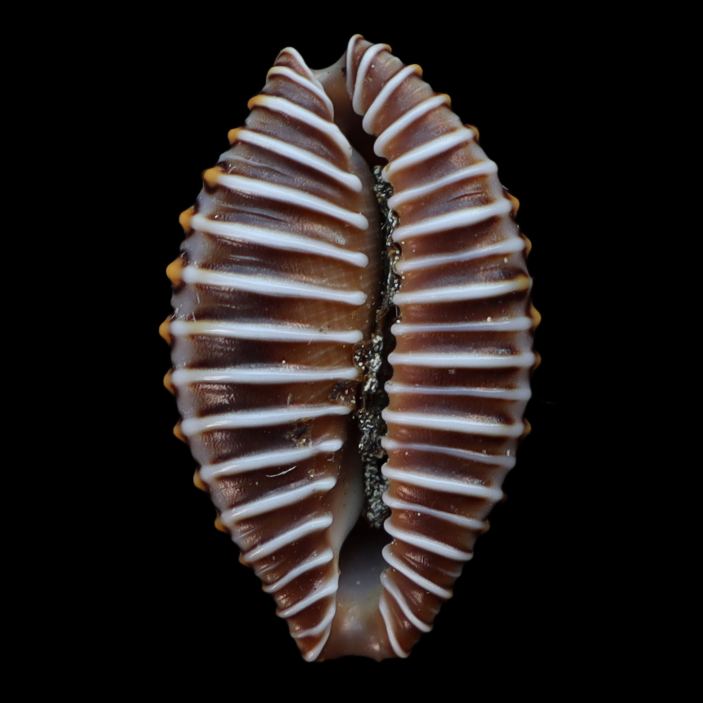 OV209 Jenneria pustulata