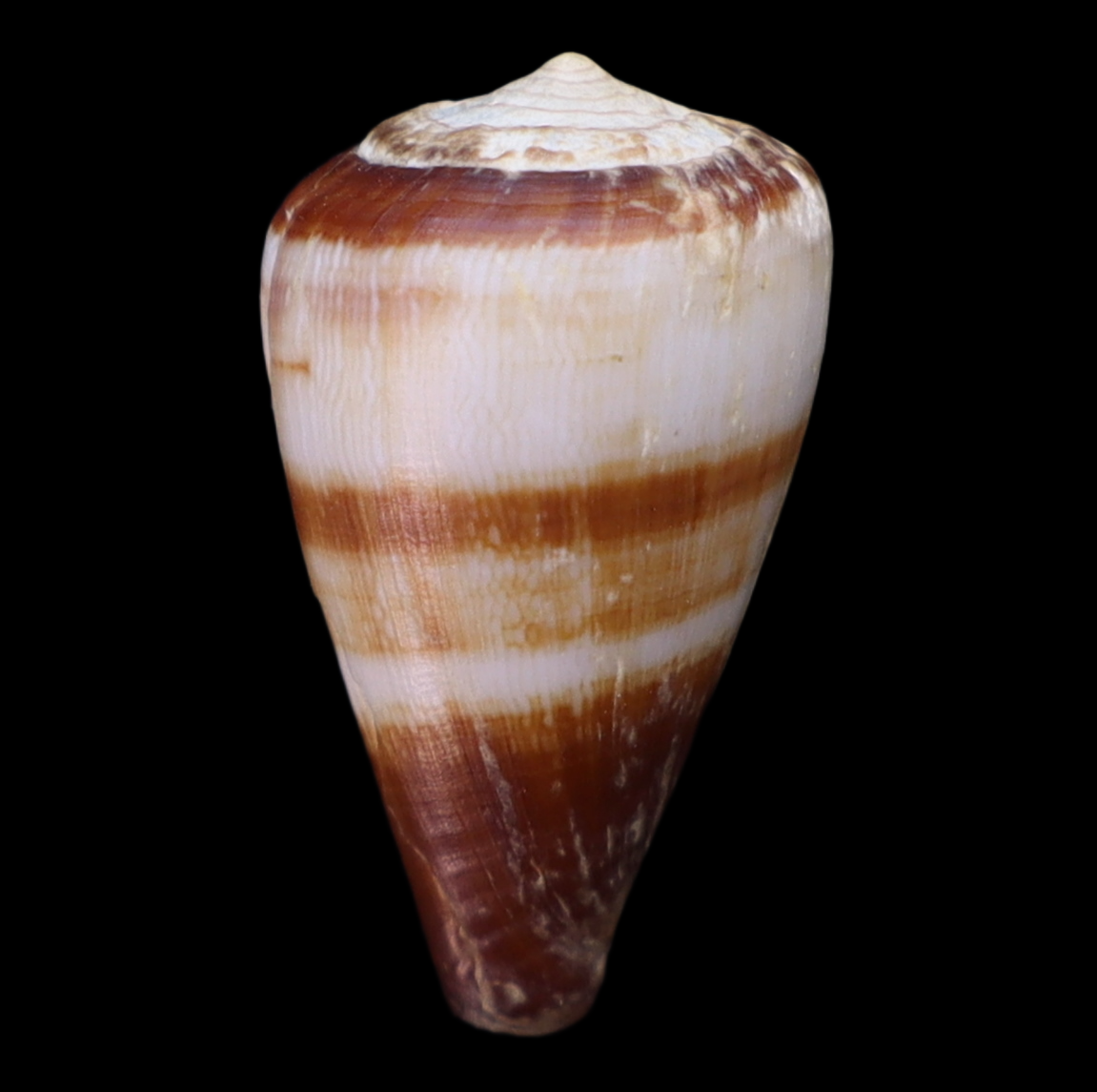 CO172 Africonus salreiensis