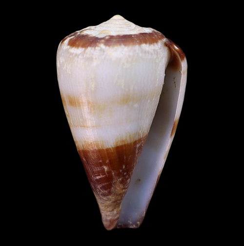CO172 Africonus salreiensis