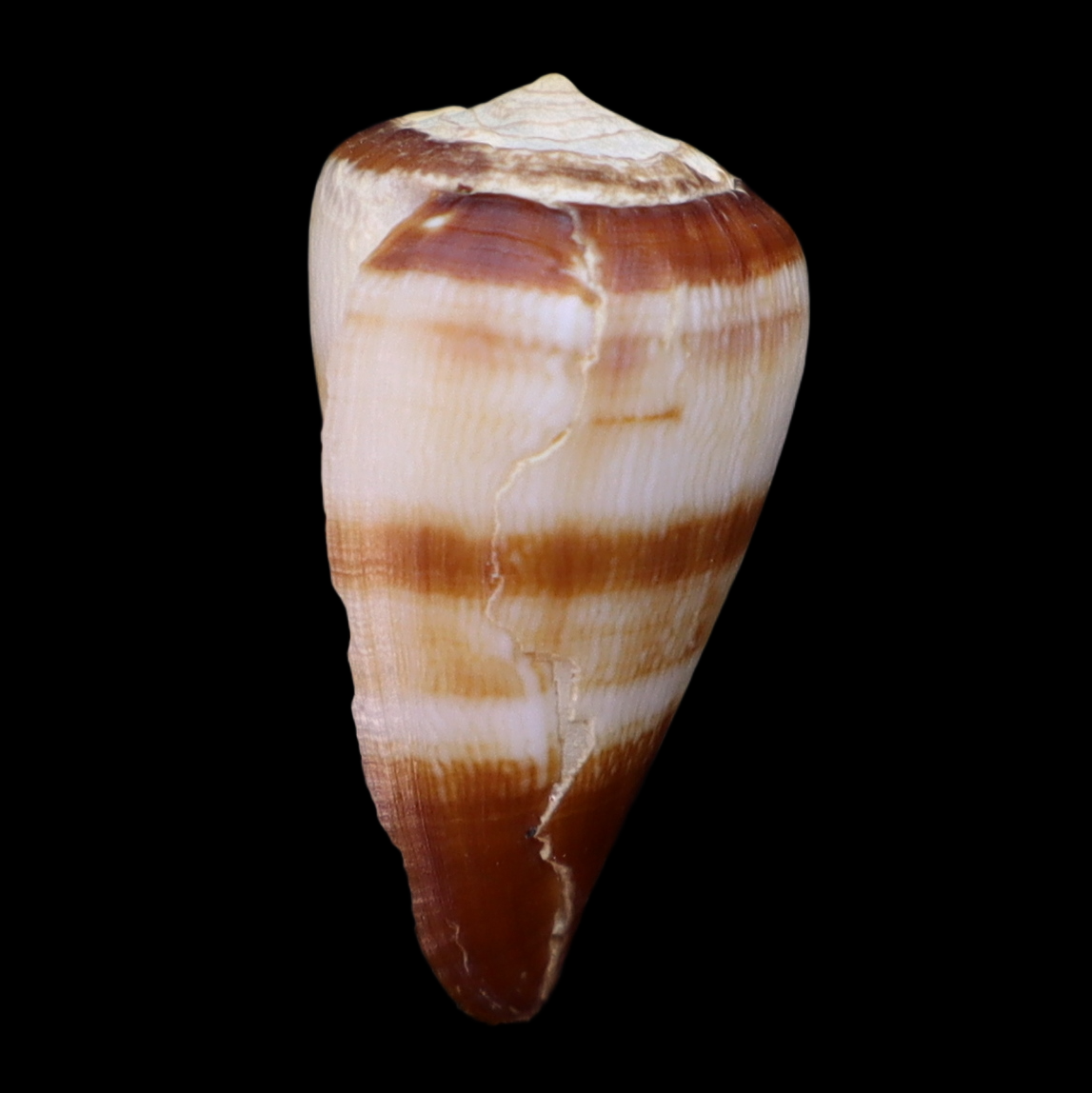 CO172 Africonus salreiensis