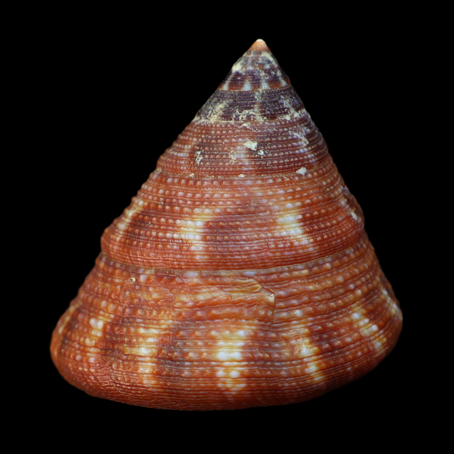 CA260 Calliostoma tupinamba