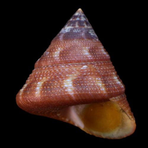 CA260 Calliostoma tupinamba