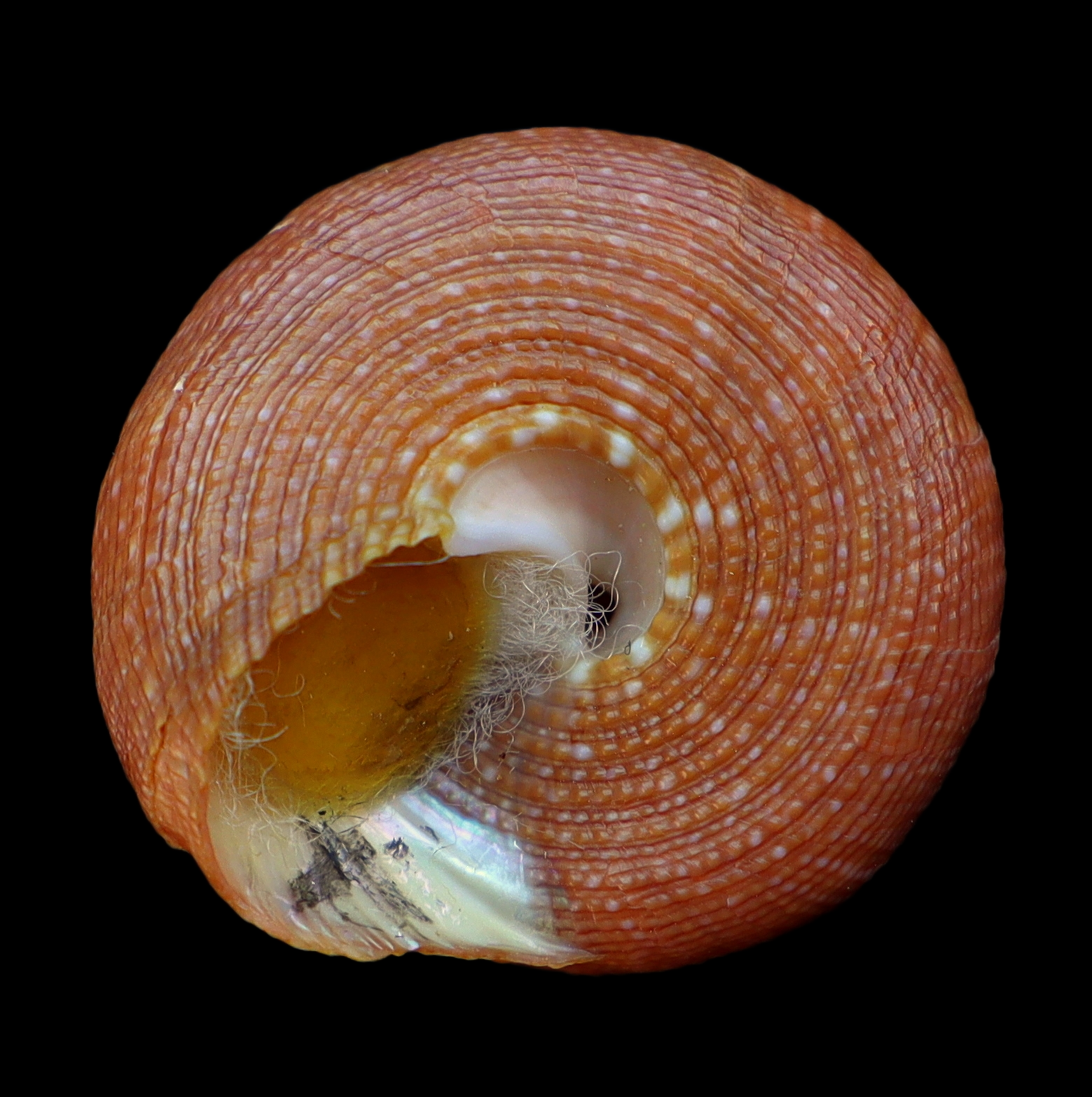 CA260 Calliostoma tupinamba