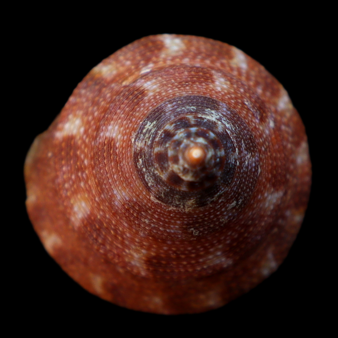 CA260 Calliostoma tupinamba