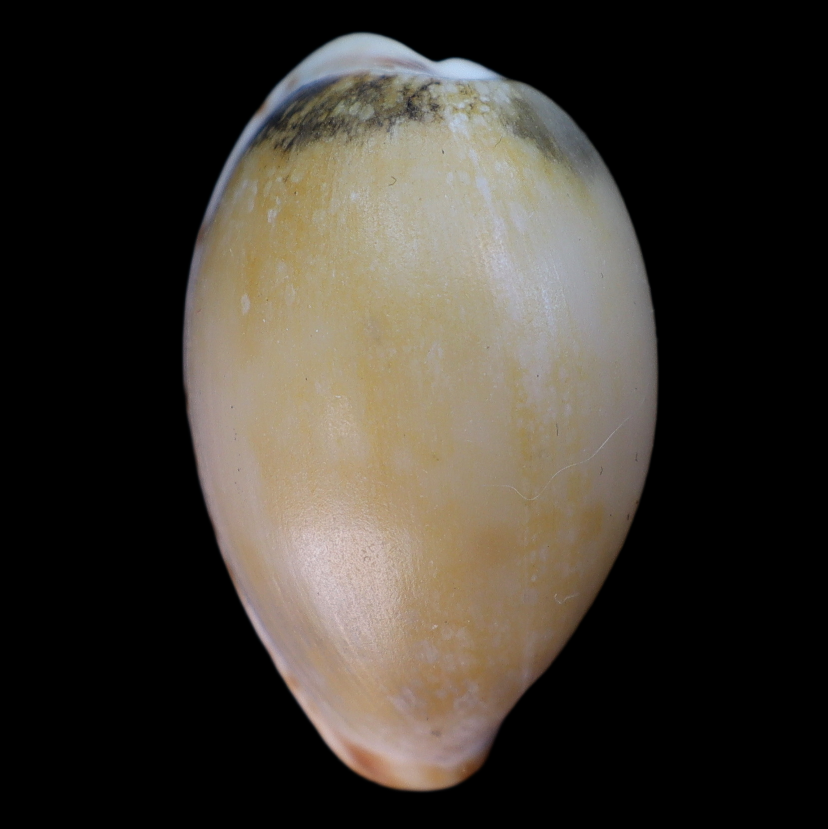 CY277 Notocypraea subcarnea