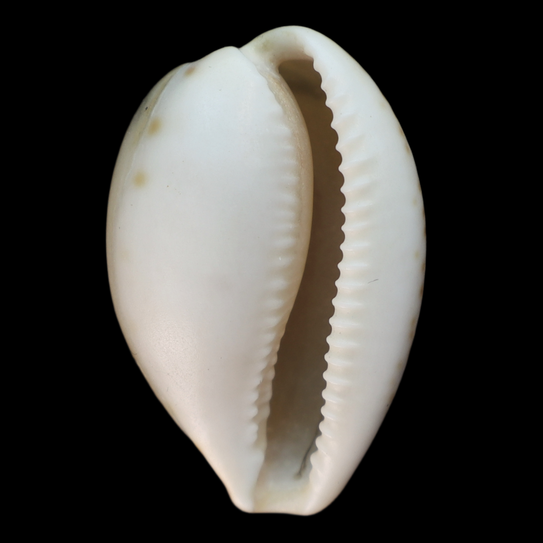 CY277 Notocypraea subcarnea