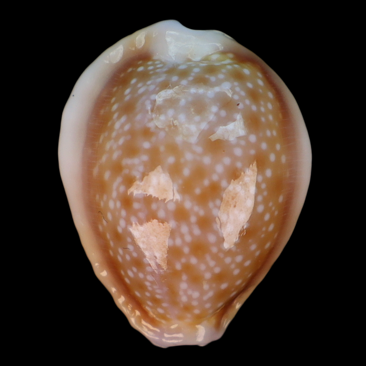 CY209 Naria helvola hawaiiensis