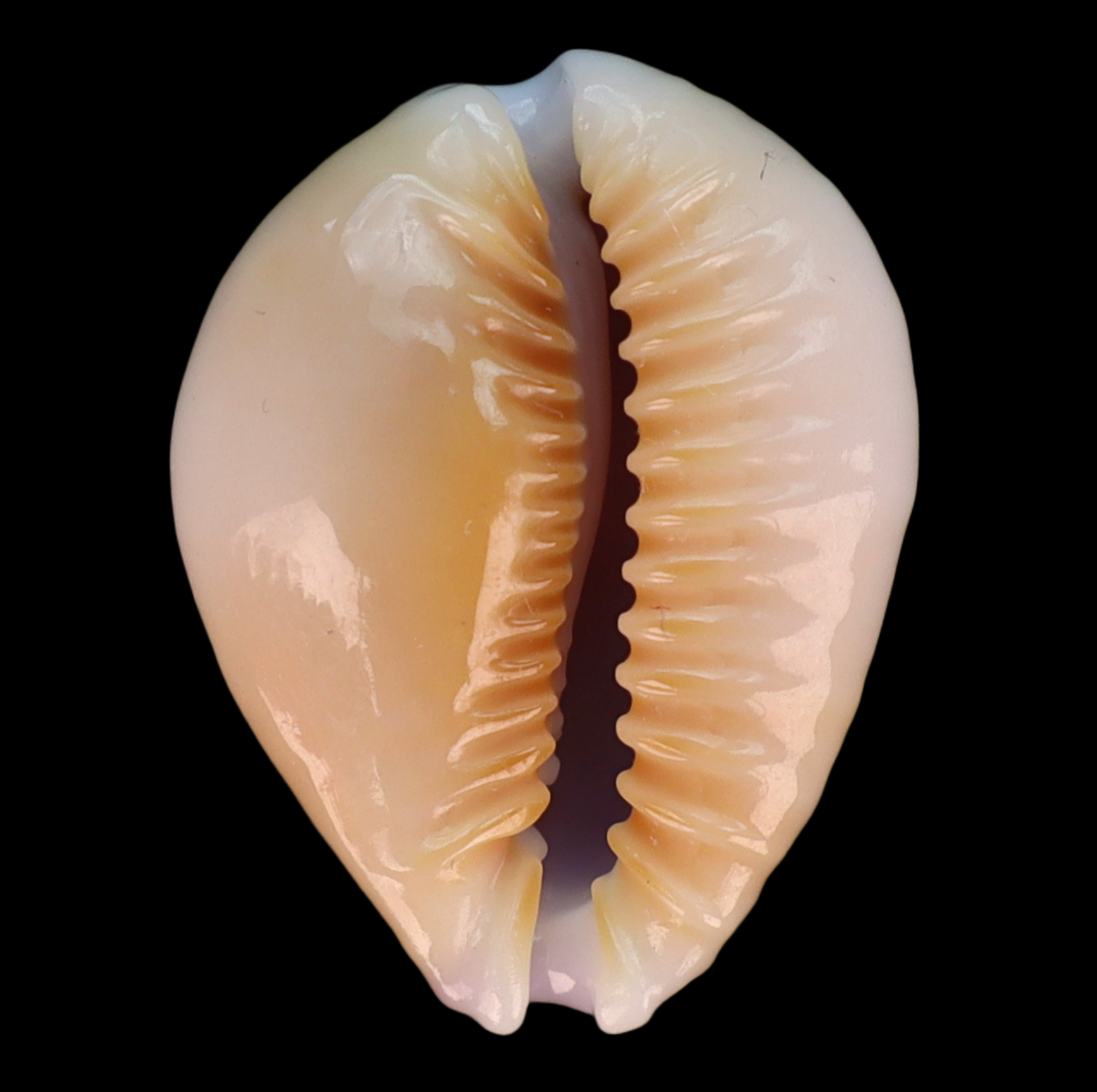 CY209 Naria helvola hawaiiensis