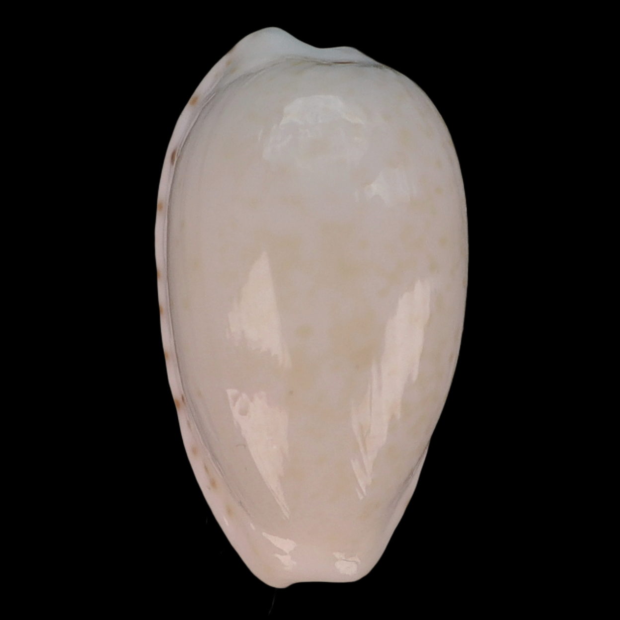 CY203 Notocypraea piperita occidentalis