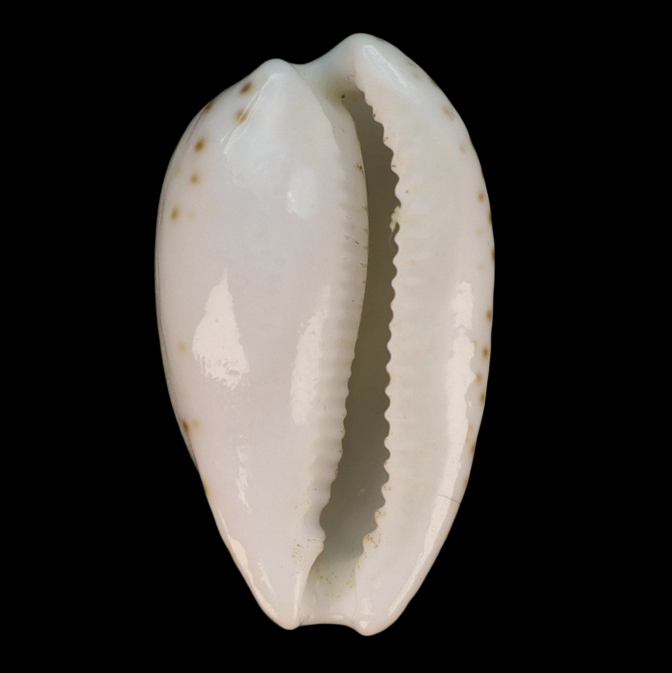 CY203 Notocypraea piperita occidentalis