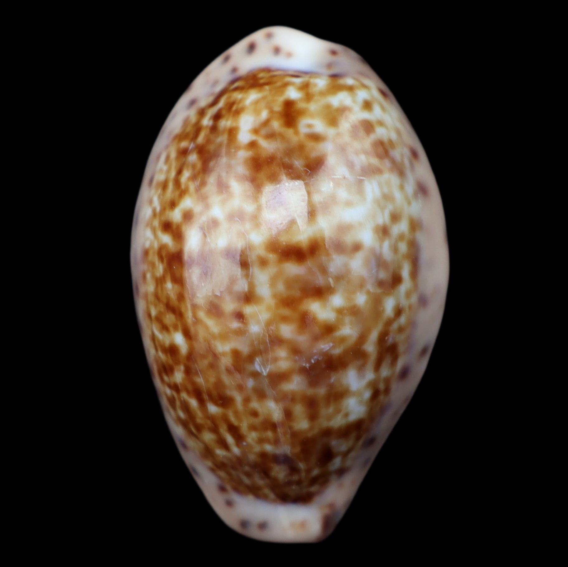 CY313 Pseudozonaria aequinoctialis